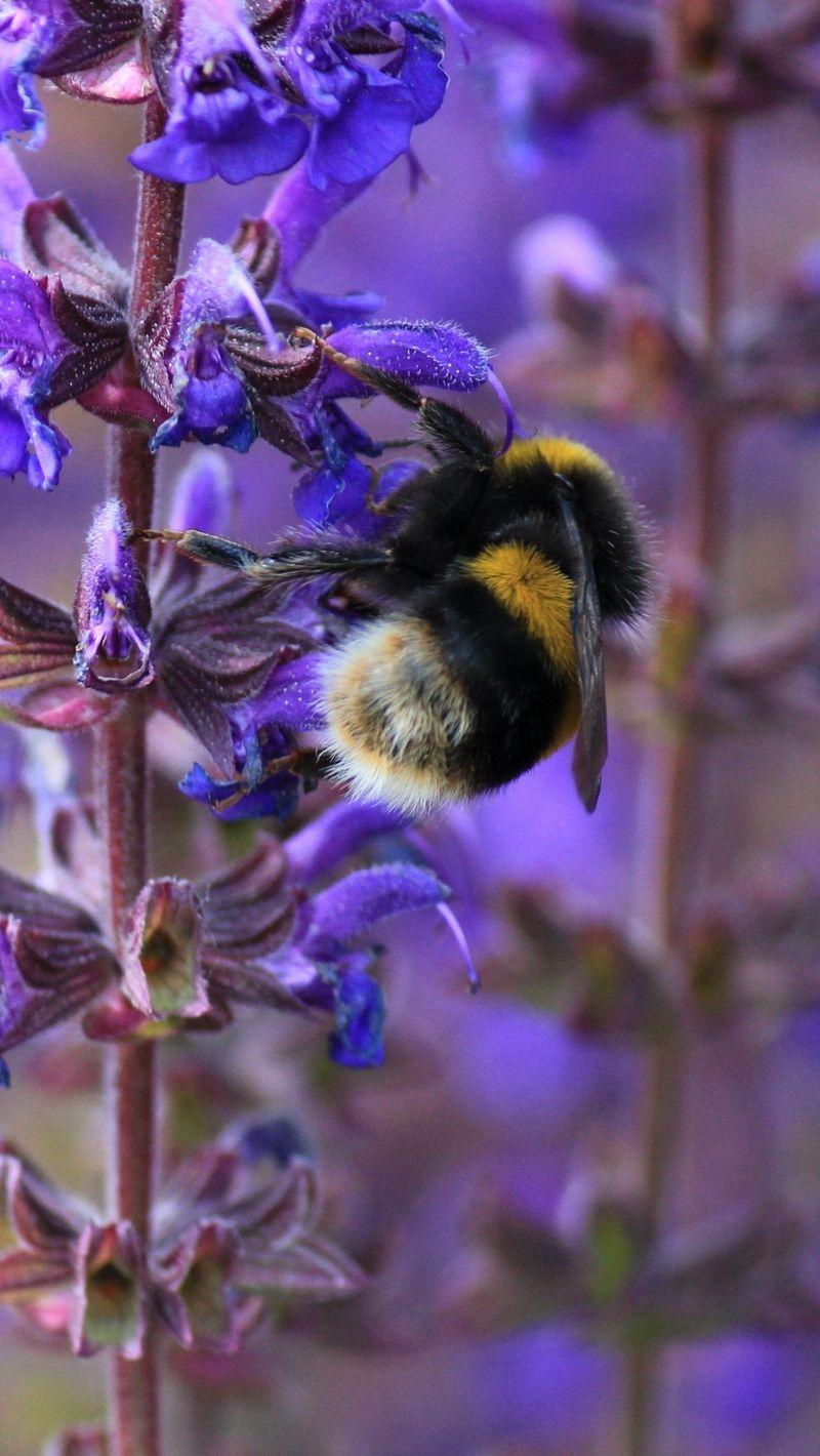800x1420 Download wallpaper 800x1420 bumble bee, bee, insect, purple