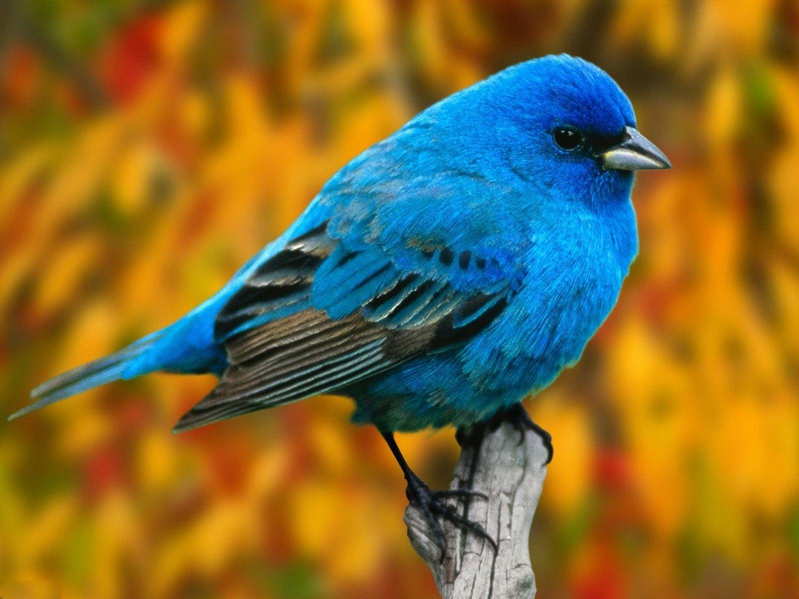 100 Free Bluebird  Bird Images  Pixabay