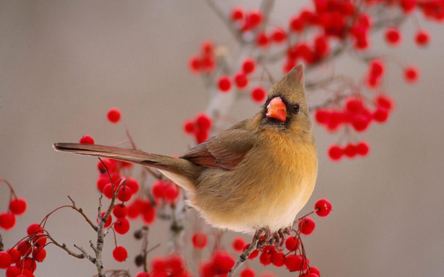Hình nền con chim đẹp 1440x900 - Những con chim đẹp tuyệt đẹp, độ phân giải cao