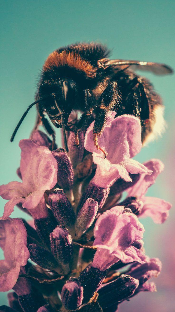 Bee iPhone Wallpapers - Top Free Bee iPhone Backgrounds - WallpaperAccess