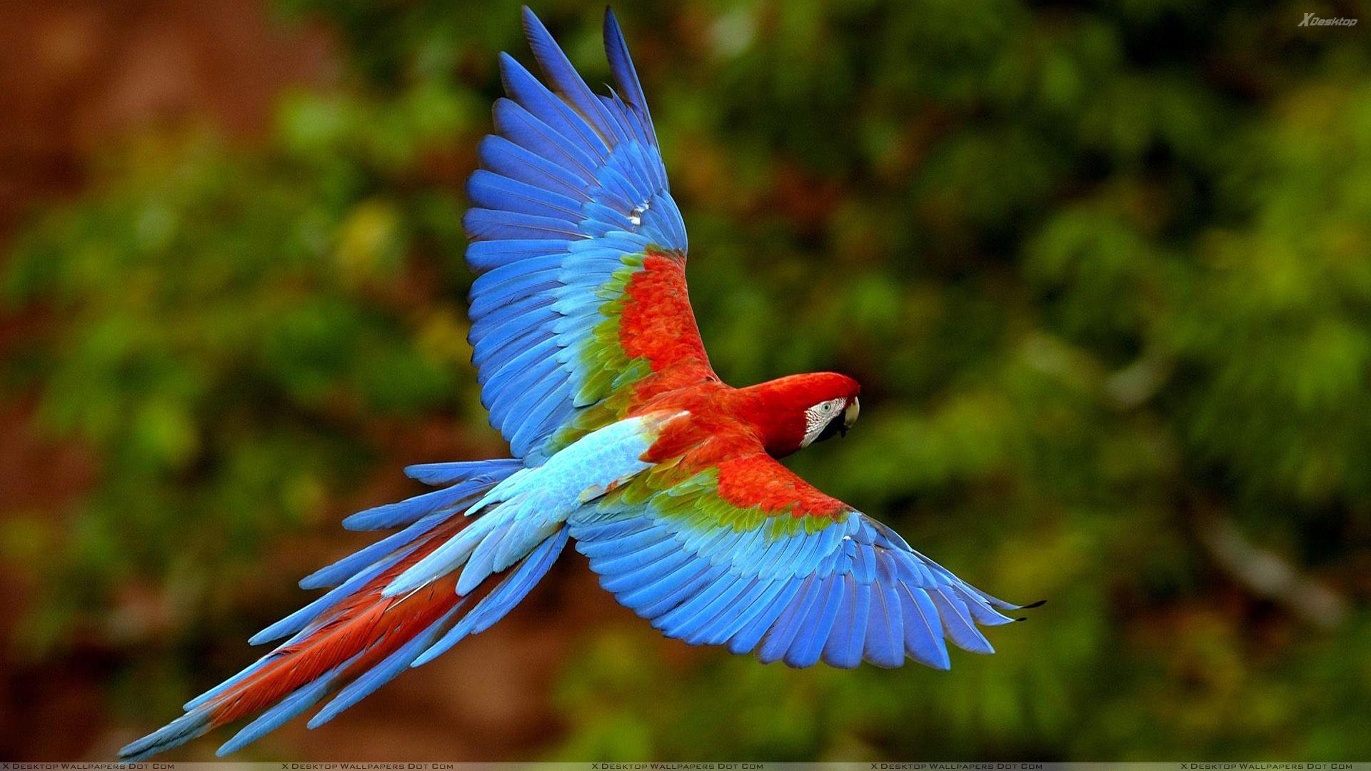 1920x1080 Beautiful Blue Bird Flying In The Wild Wallpaper