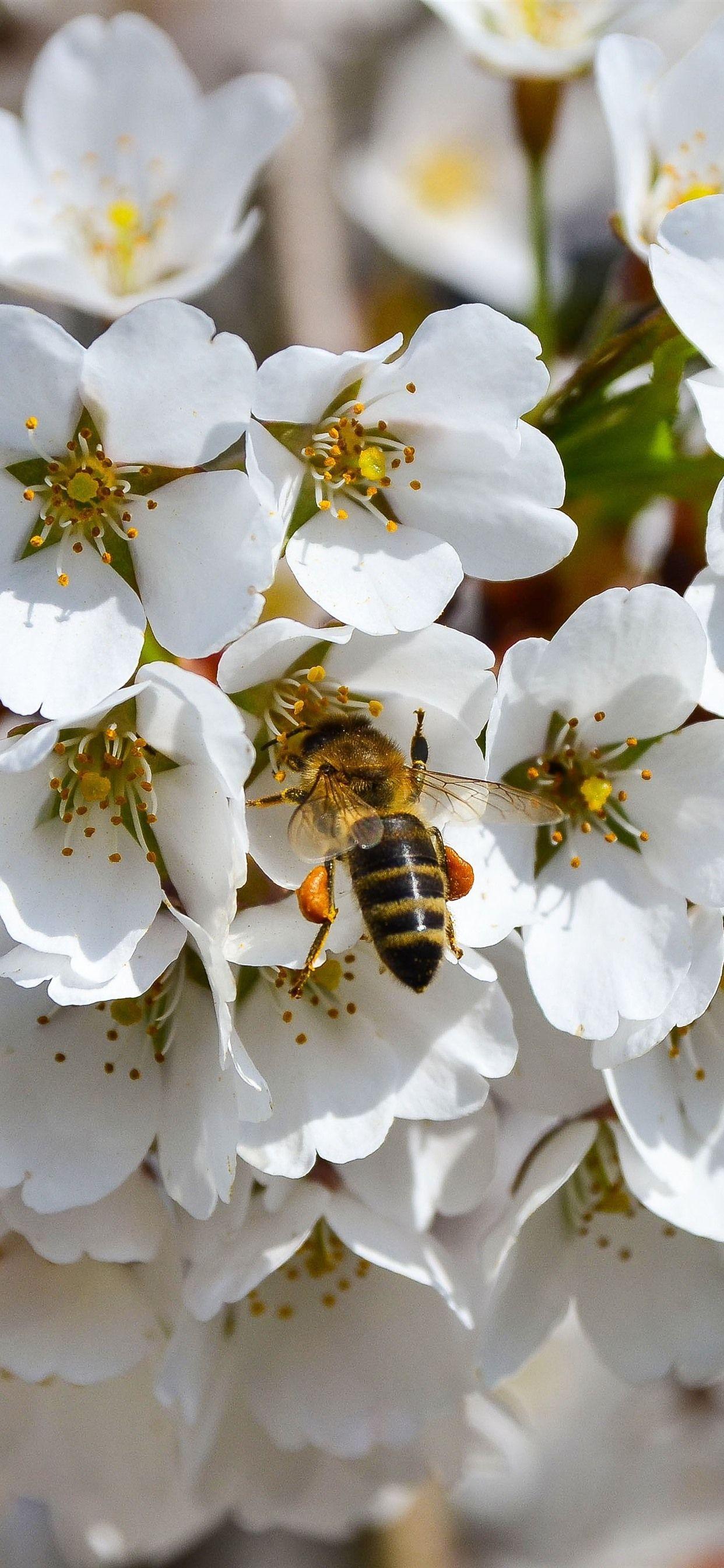1242x2688 White Flowers, Bee, Spring 1242x2688 IPhone 11 Pro XS Max