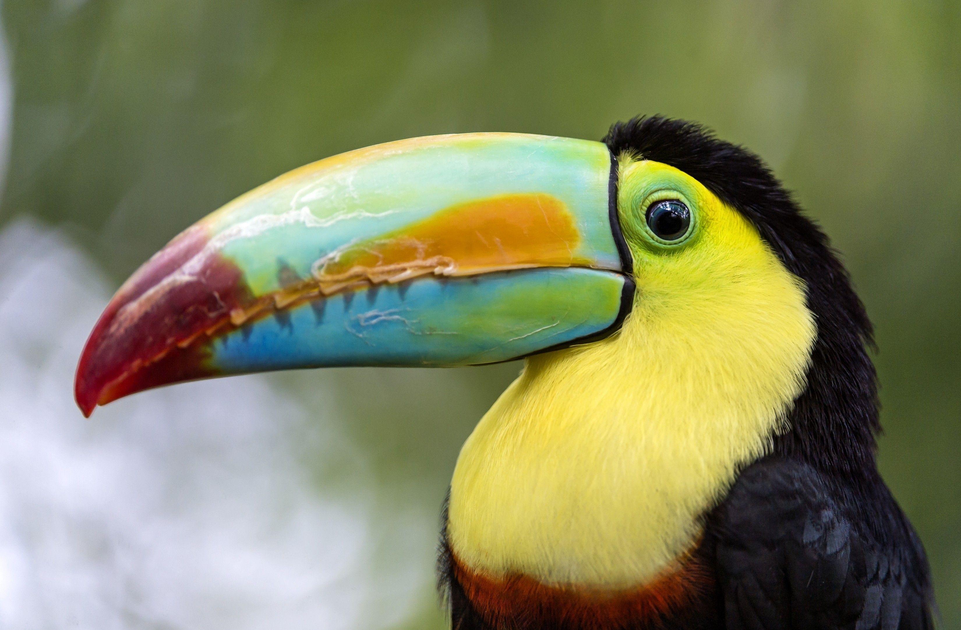 3300x2163 Toucan HD Wallpaper and Background Image