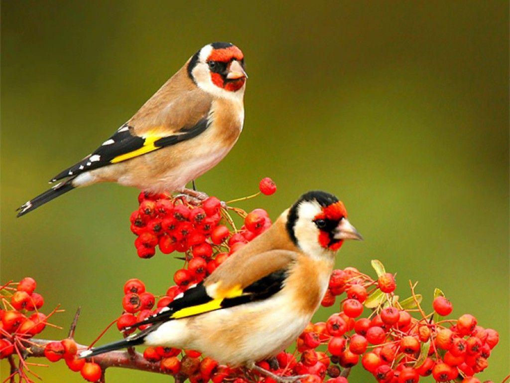 1024x768 Beautiful Birds Wallpaper