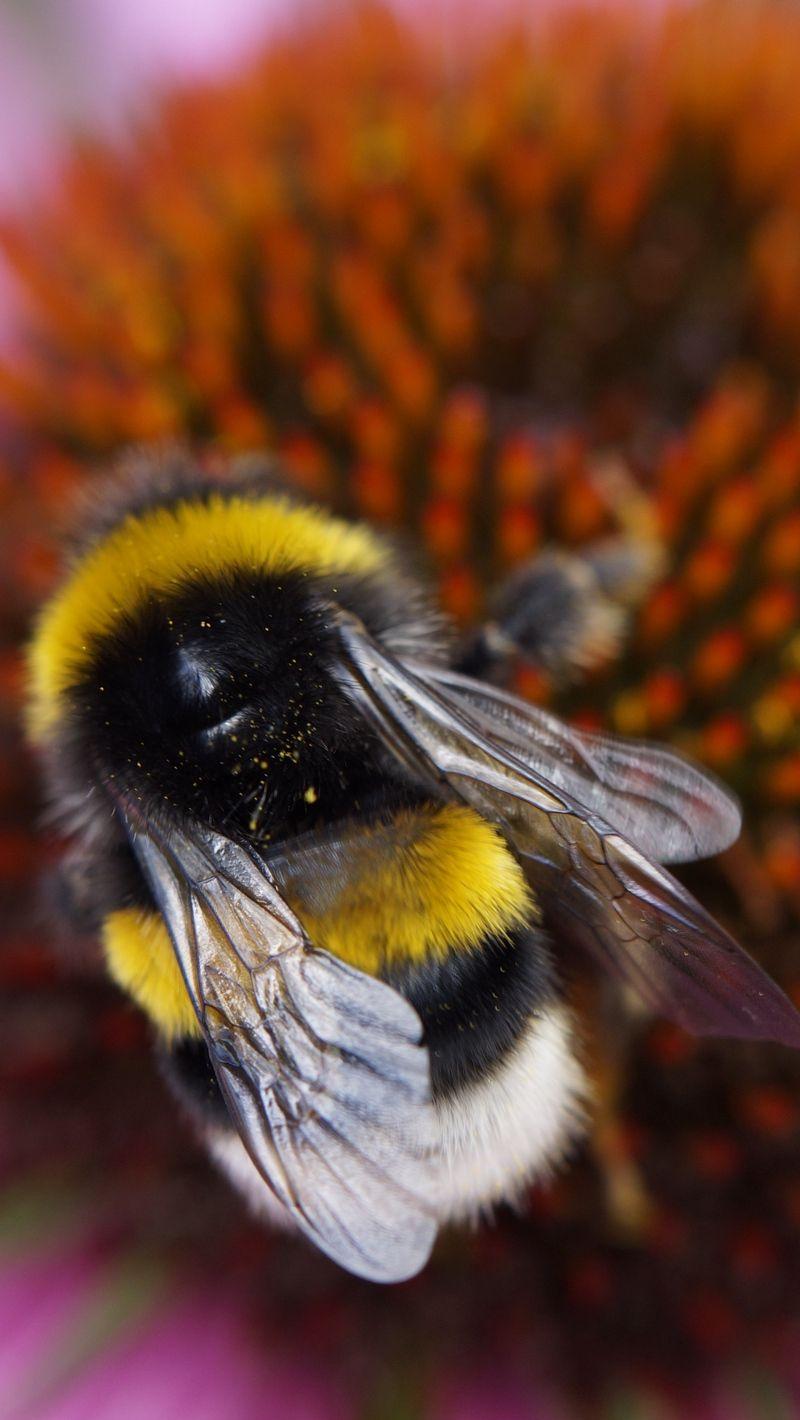 Bee iPhone Wallpapers - Top Free Bee iPhone Backgrounds - WallpaperAccess