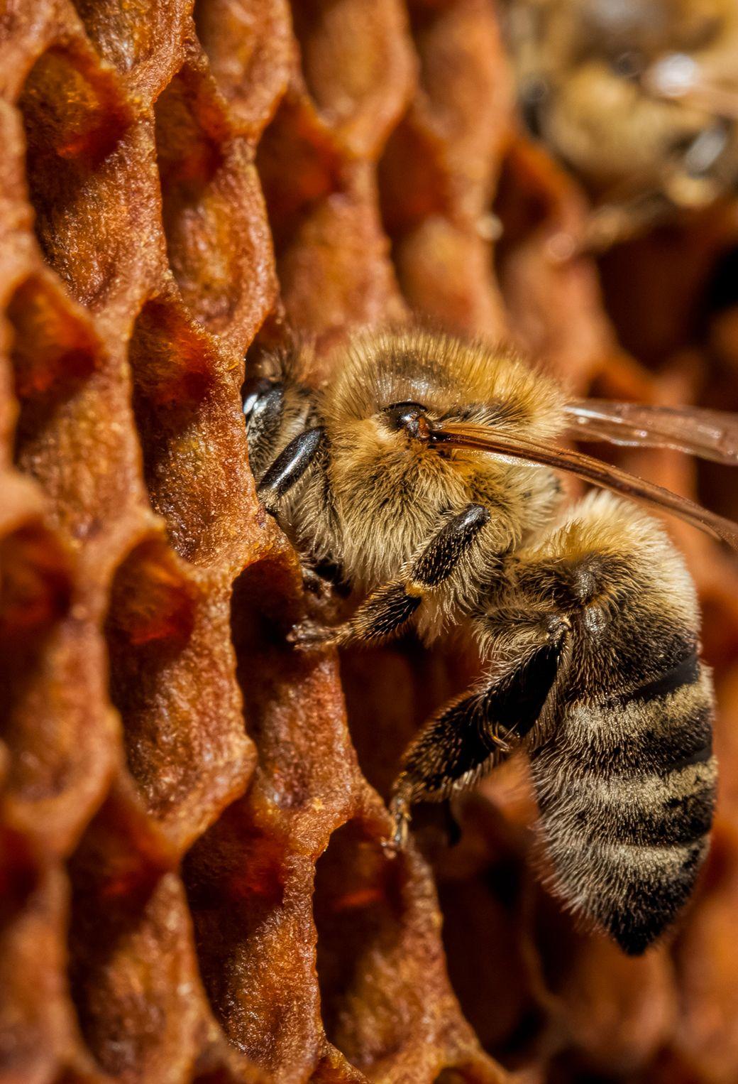 Bee iPhone Wallpapers - Top Free Bee iPhone Backgrounds - WallpaperAccess