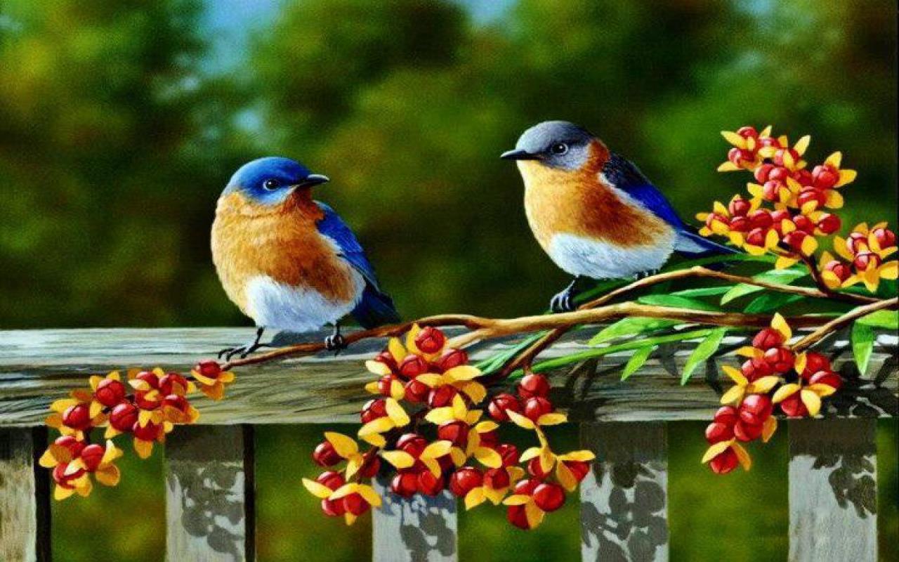 Desktop Wallpaper Bluebird Bokeh Cute Hd Image Picture Background  Fa6404  Bird wallpaper Blue bird Desktop wallpaper