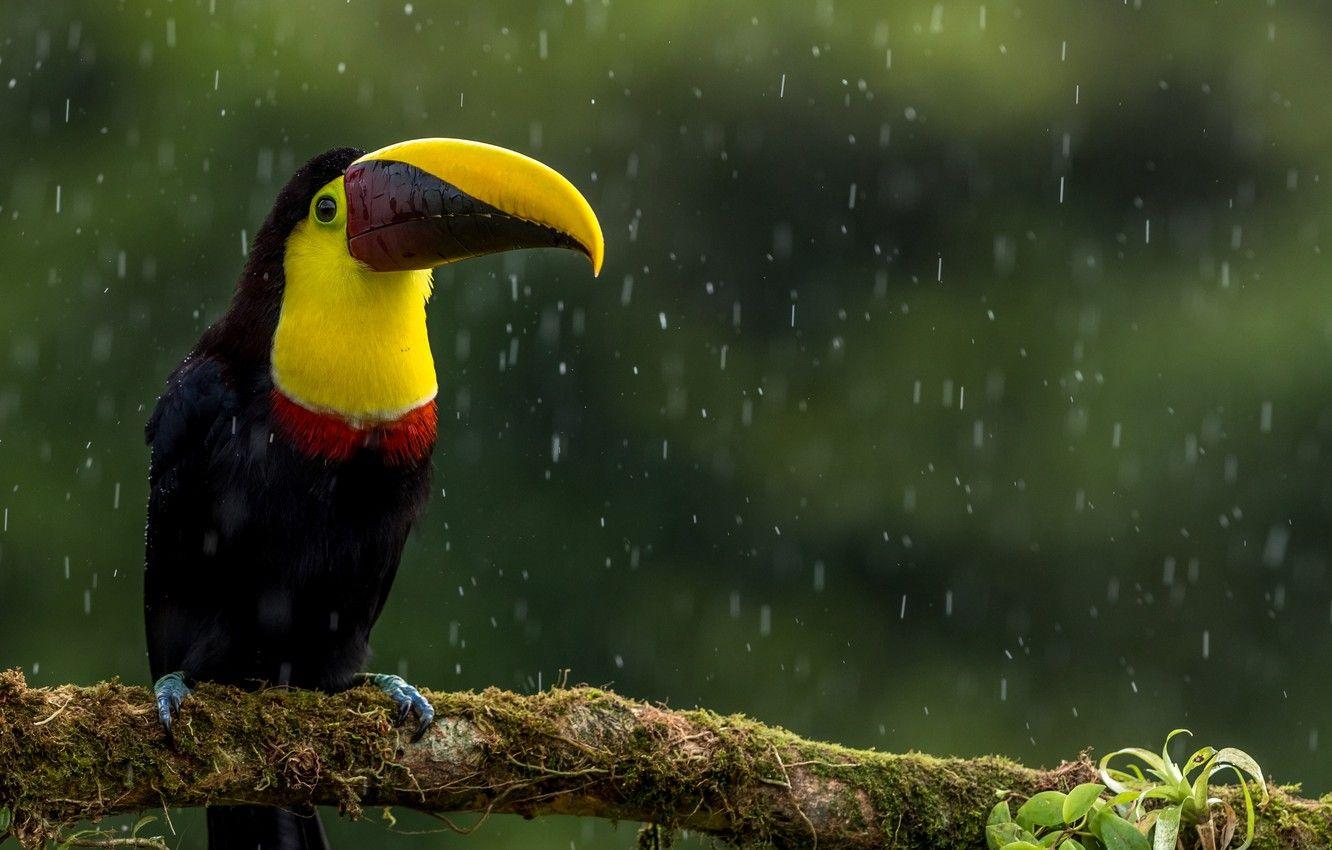 1332x850 Wallpaper leaves, rain, bird, branch, beak, Toucan image