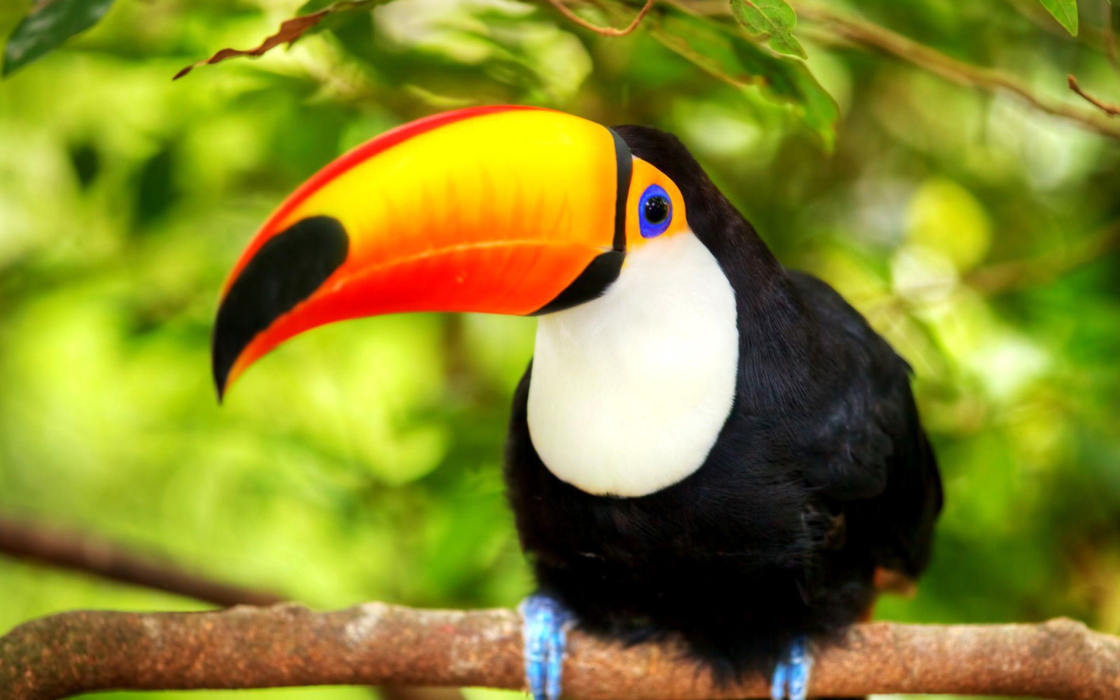 Toucan Wallpapers - Top Free Toucan Backgrounds - WallpaperAccess