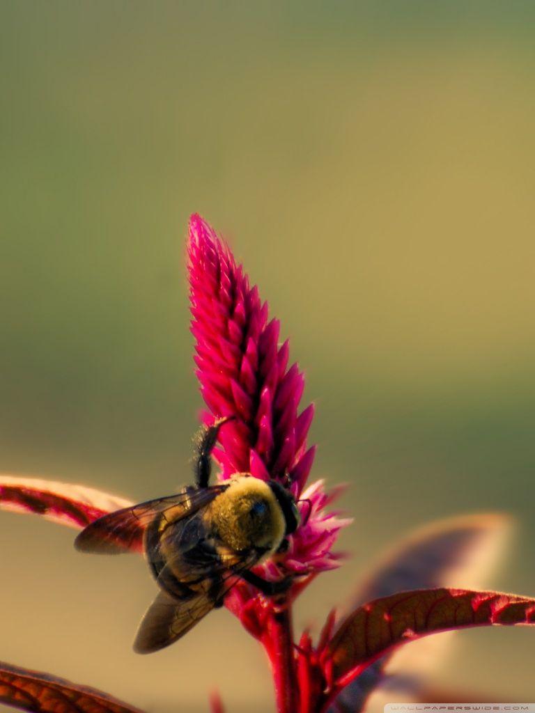 Bee iPhone Wallpapers - Top Free Bee iPhone Backgrounds - WallpaperAccess
