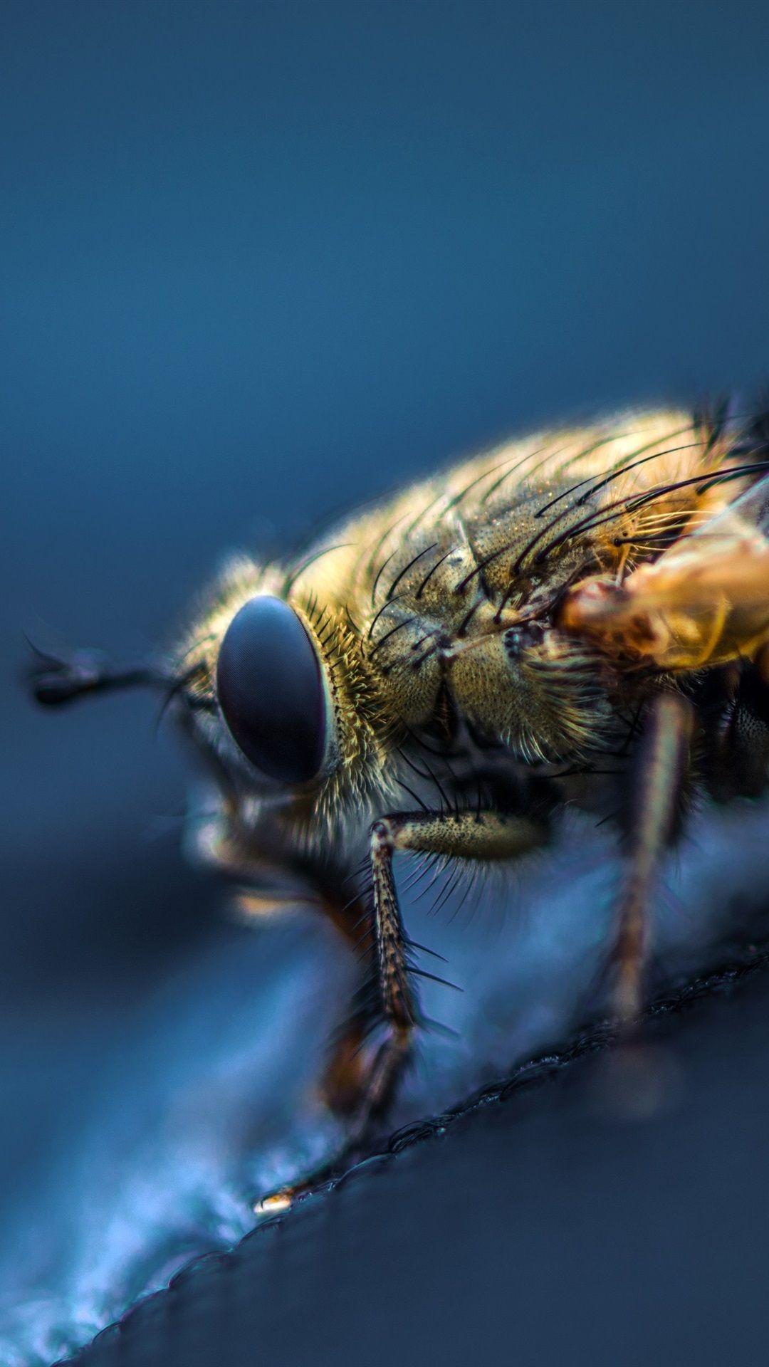 1080x1920 Insect, Bee, Macro Photography 1080x1920 IPhone 8 7 6 6S