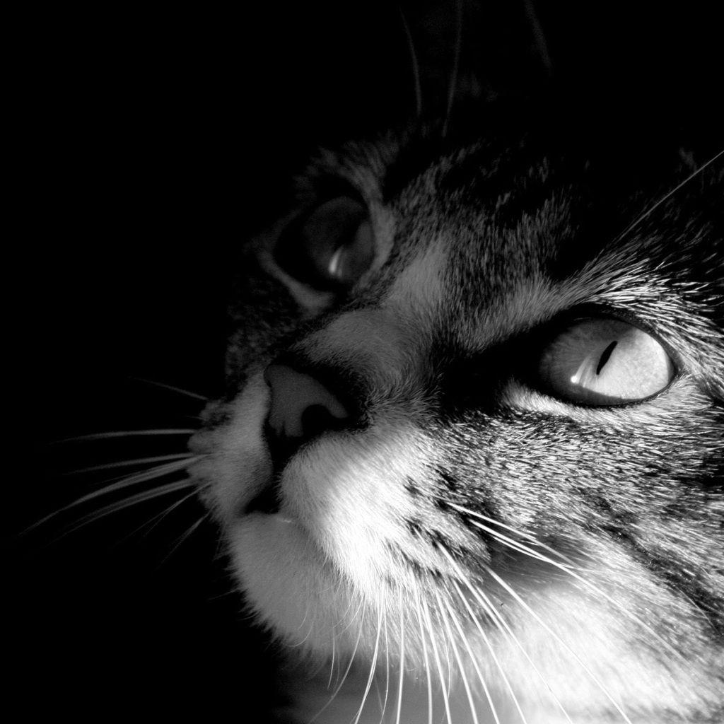 1024x1024 iPhone Wallpaper Cat