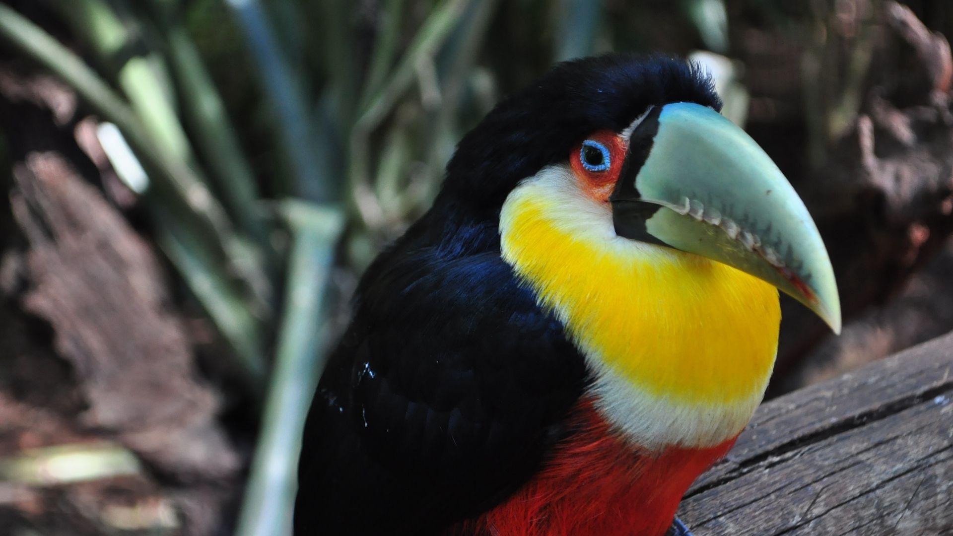 1920x1080 Download wallpaper 1920x1080 toucan, bird, colorful, beak