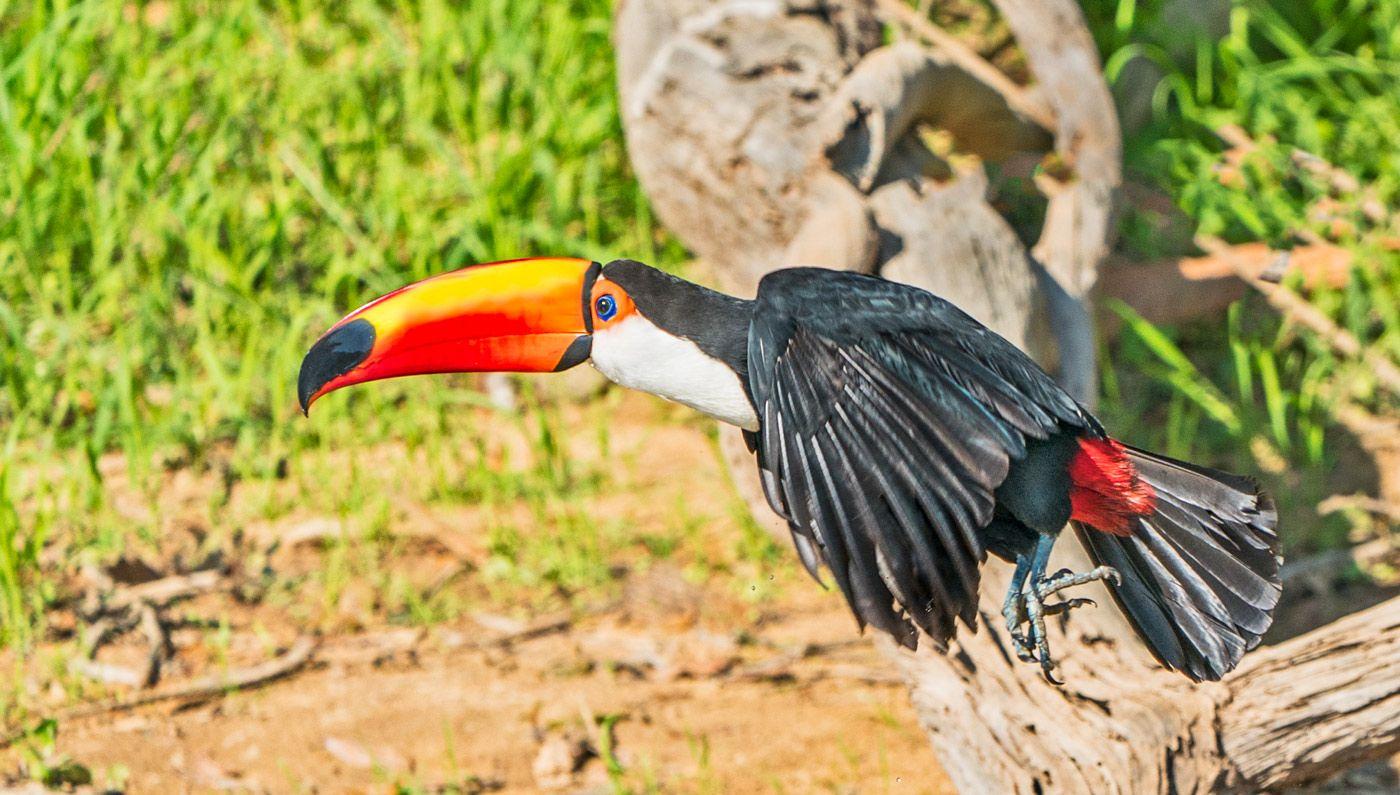1400x795 1400x795 toco toucan desktop wallpaper. toco toucan