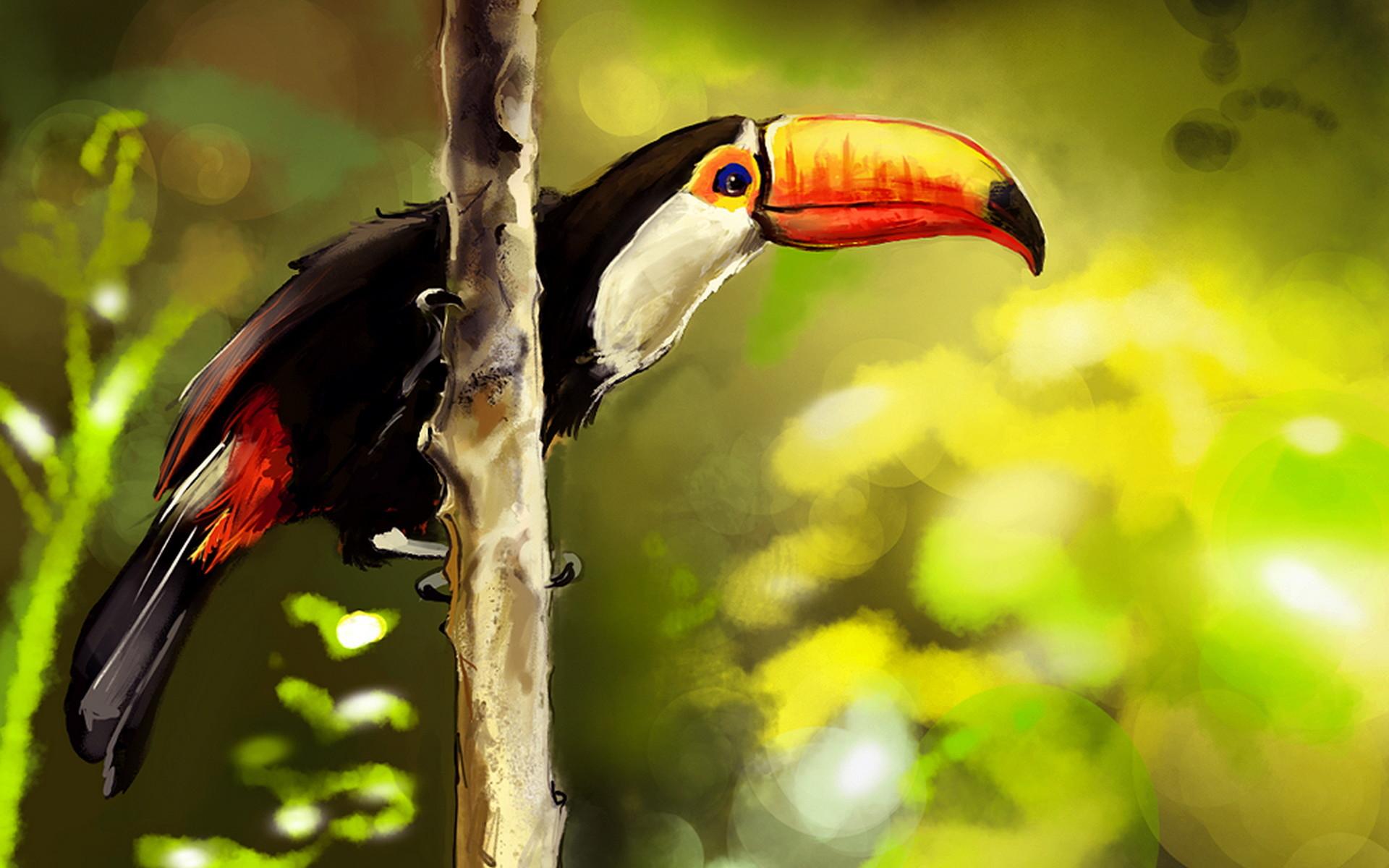 1920x1200 Toucan Wallpaper