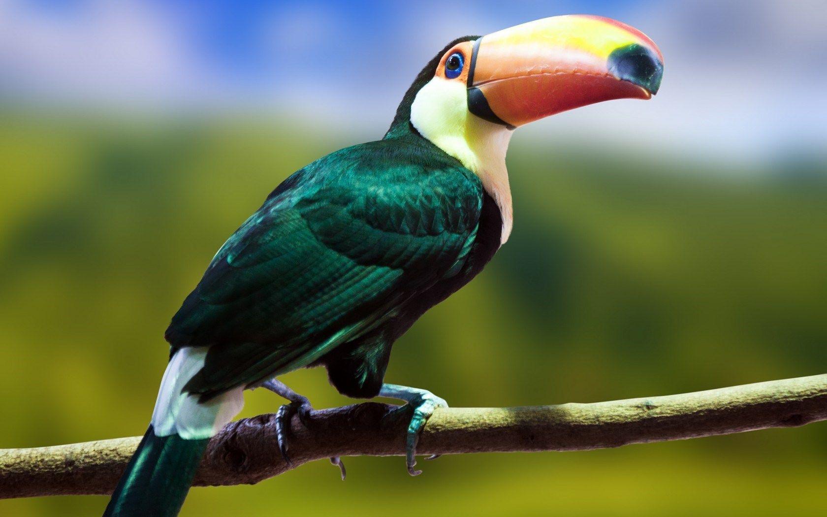 1680x1050 HD Toucan Bird Wallpaper