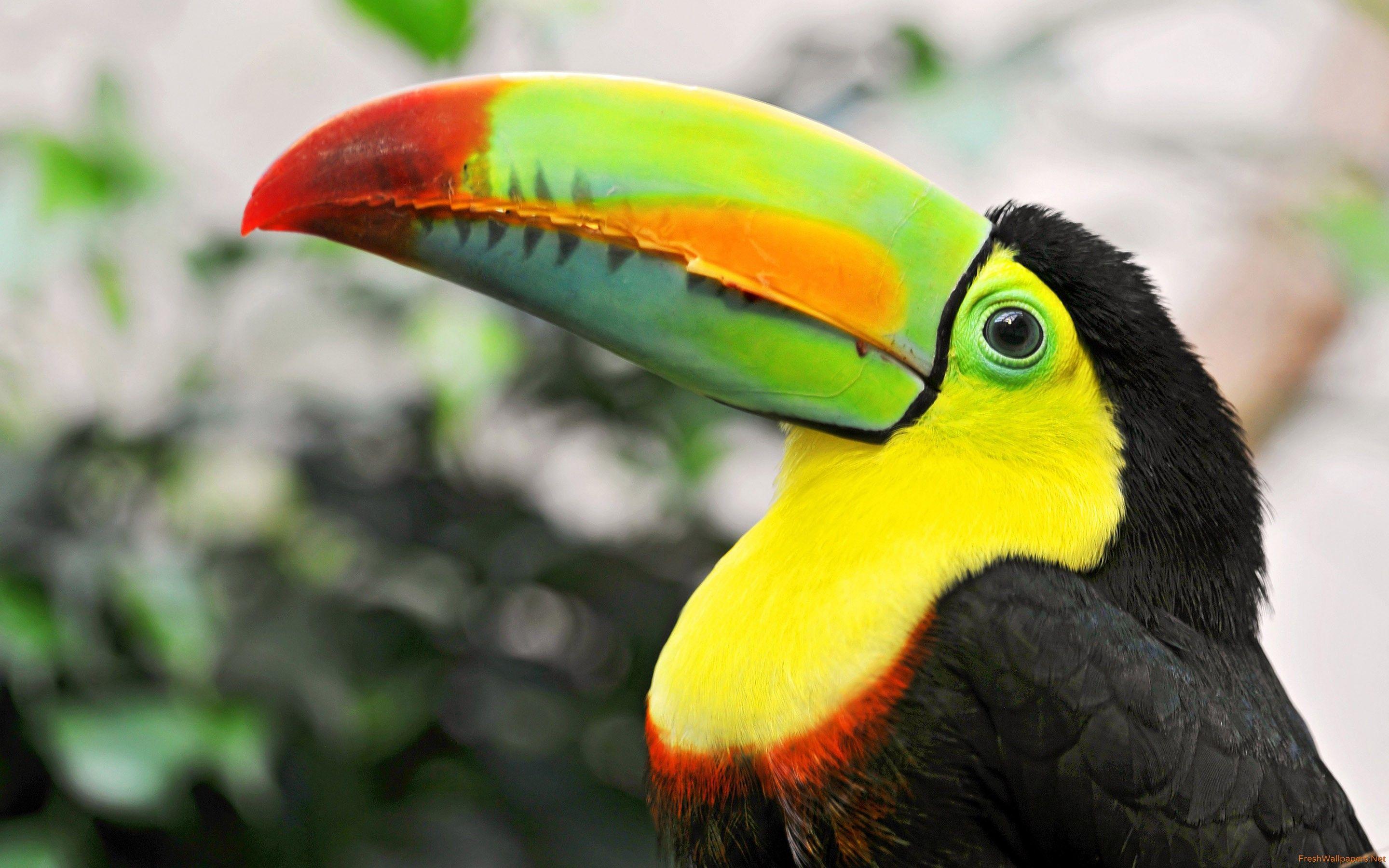 2880x1800 Toucan Wallpaper wallpaper