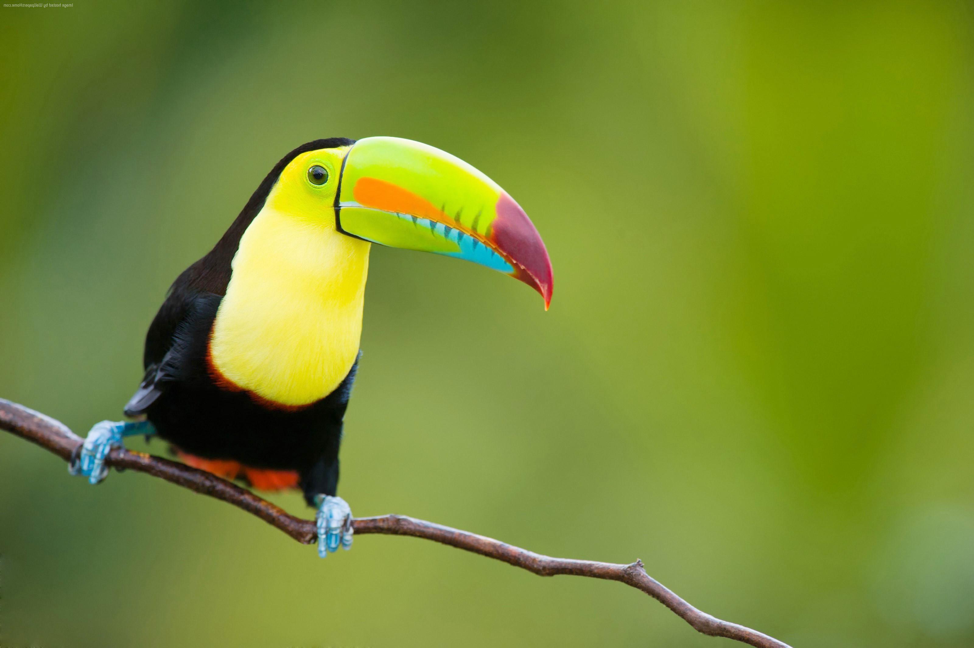 3200x2129 Toucan Bird 2018 HD Wallpaper