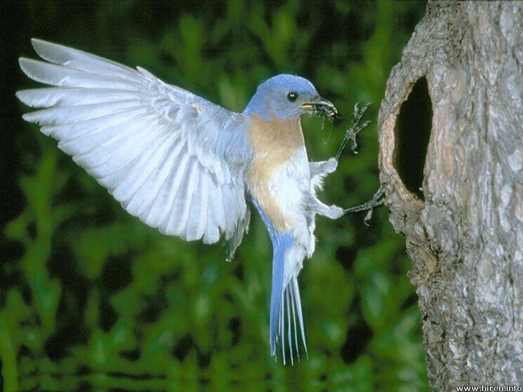 1024x768 Birds Wallpaper, Blue Bird Wallpaper, Wallpaper Birds