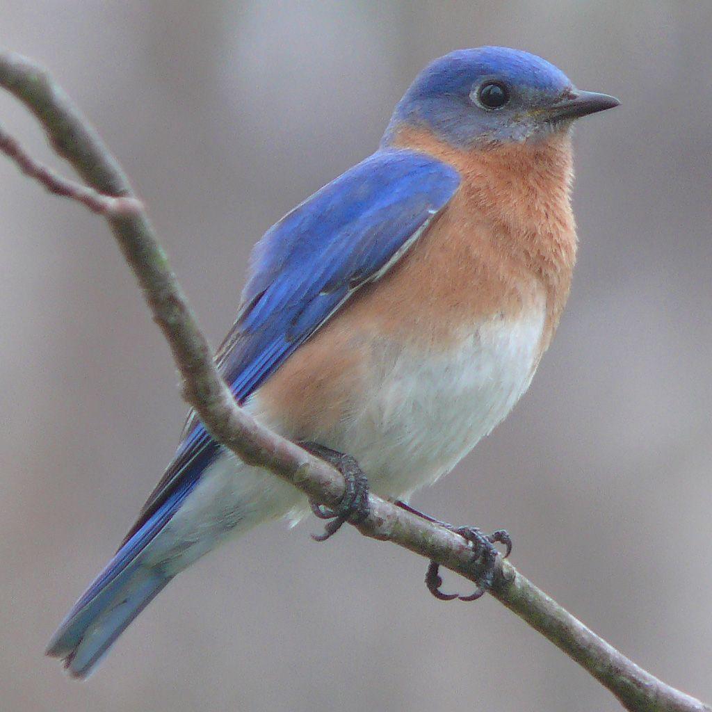 1024x1024 Free Desktop Background Wallpaper: Very Beautiful Blue Bird