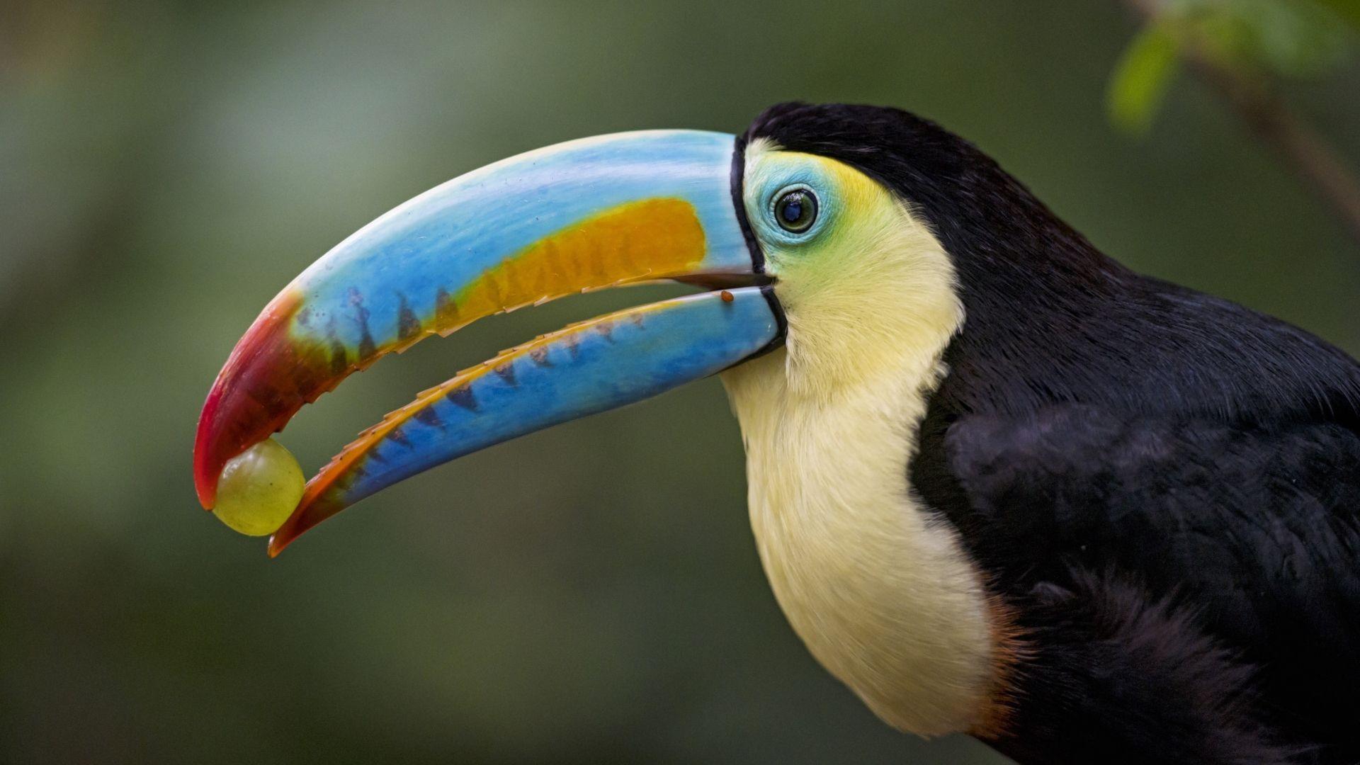1920x1080 Toucan Wallpaper. HD Background Image
