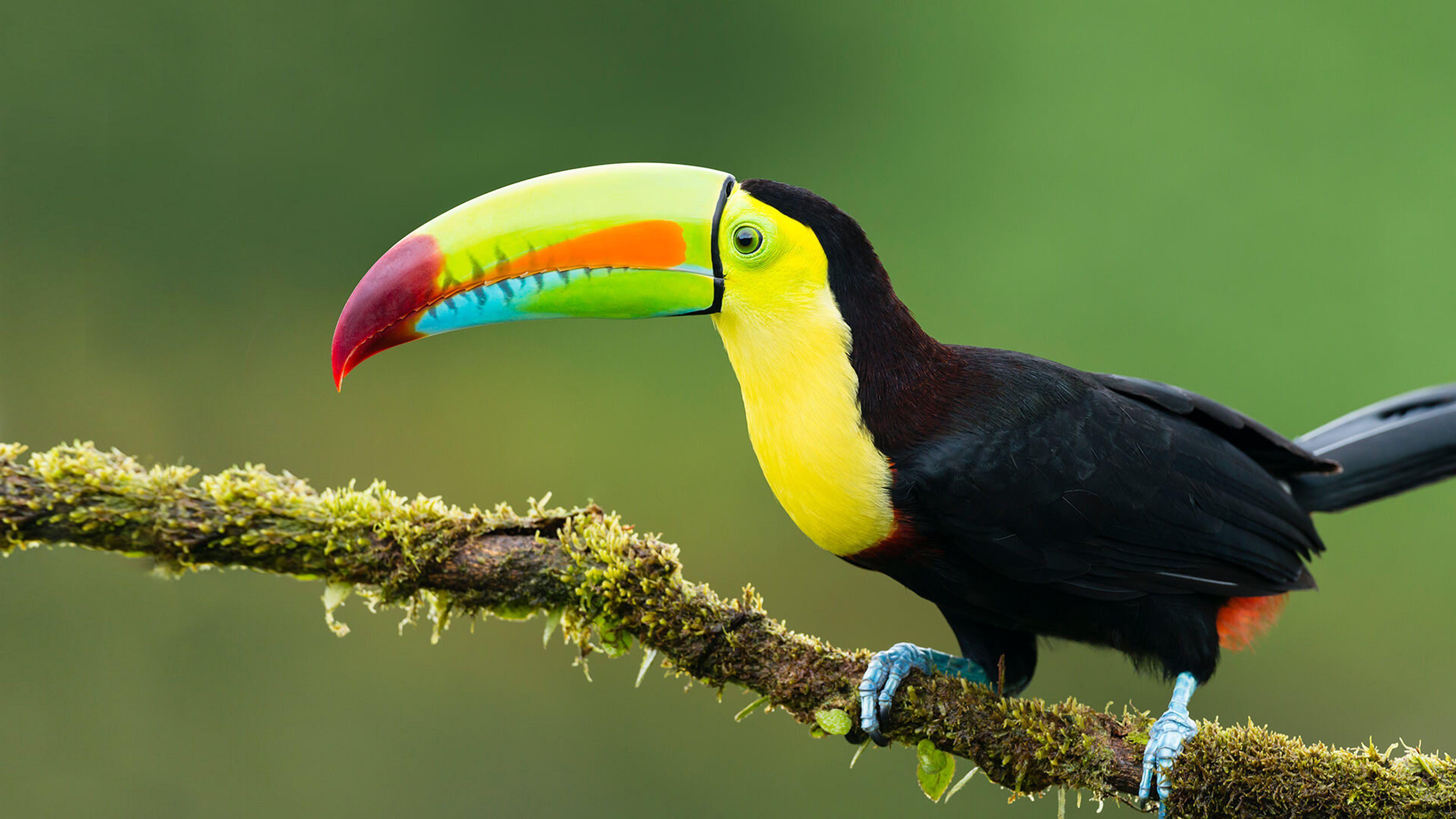3840x2160 Animals Exotic Birds Toucan Colorful Birds On A Branch