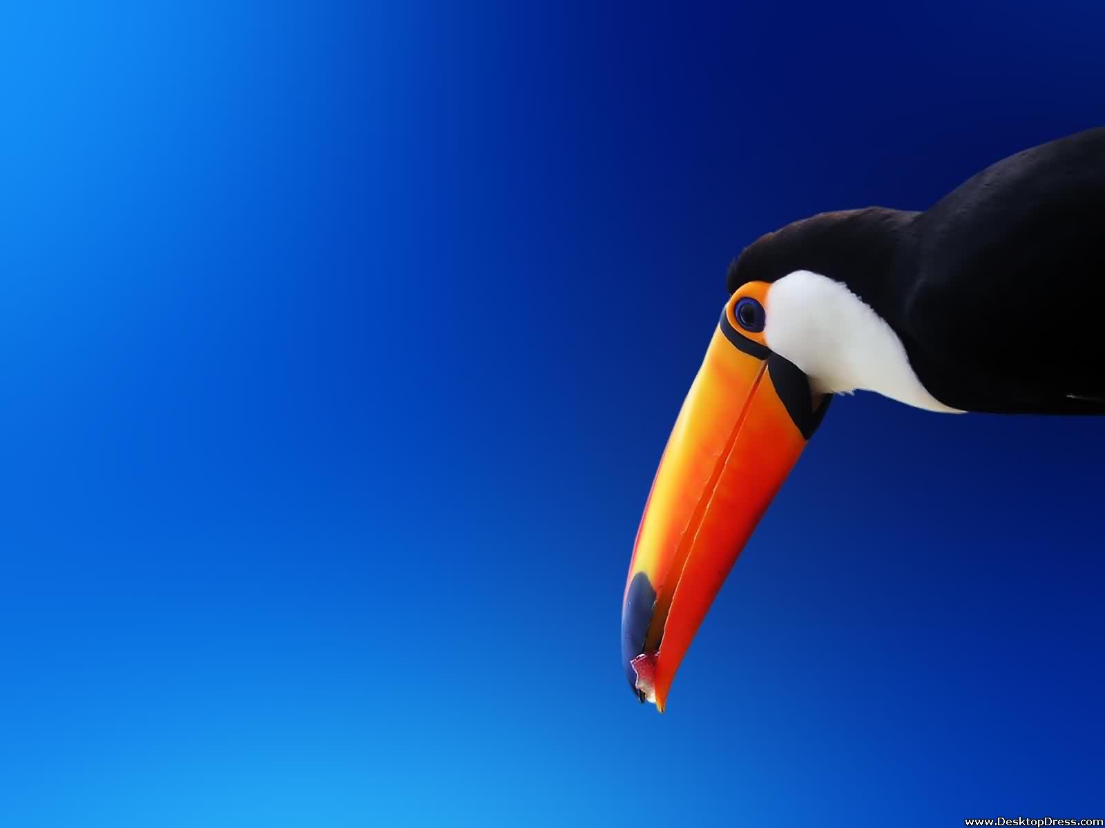 1600x1200 Desktop Wallpaper Animals Background Toucan