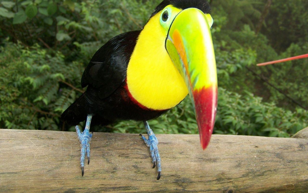 1280x804 Toucan wallpaper. Toucan