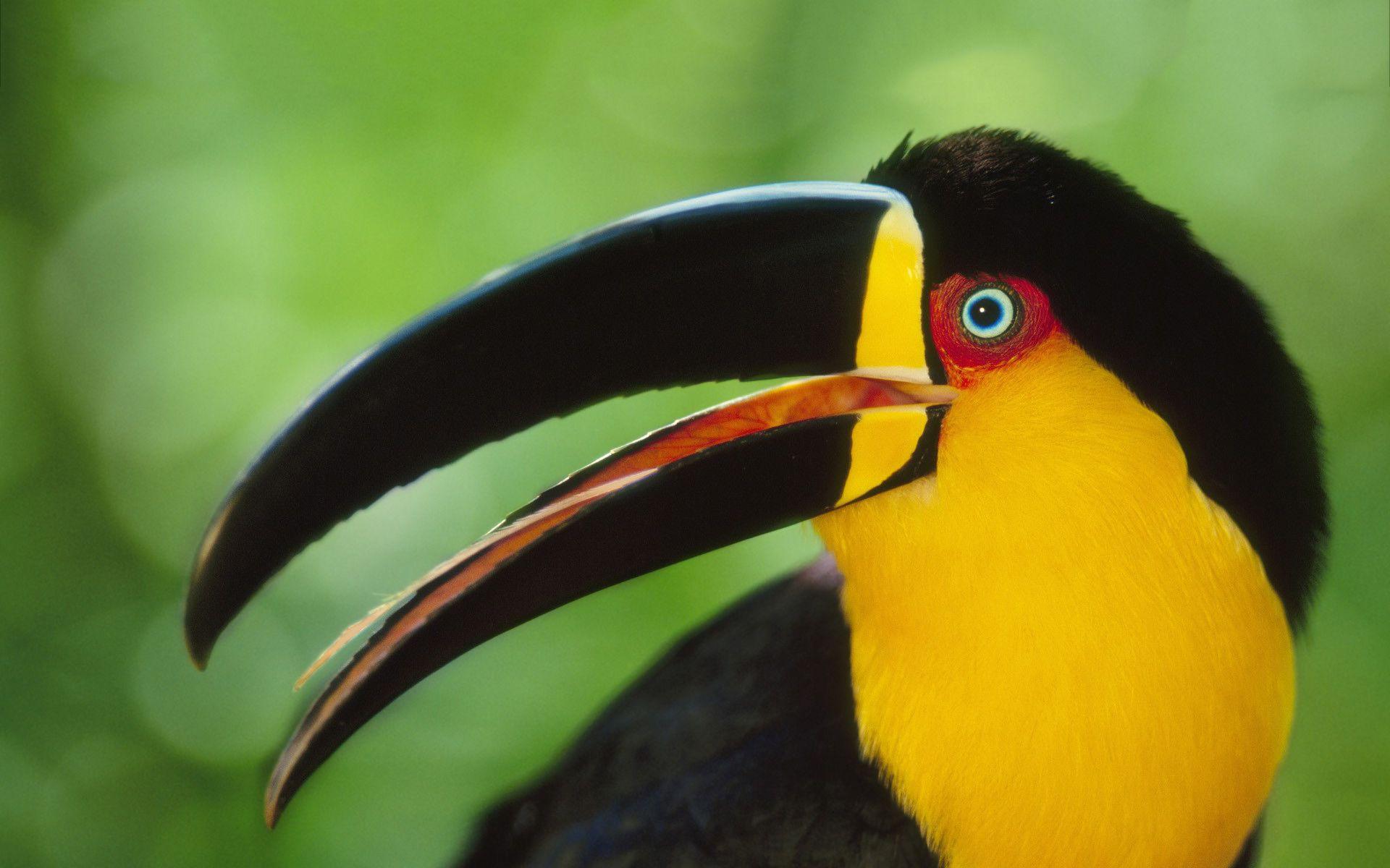 1920x1200 Toucan Wallpaper