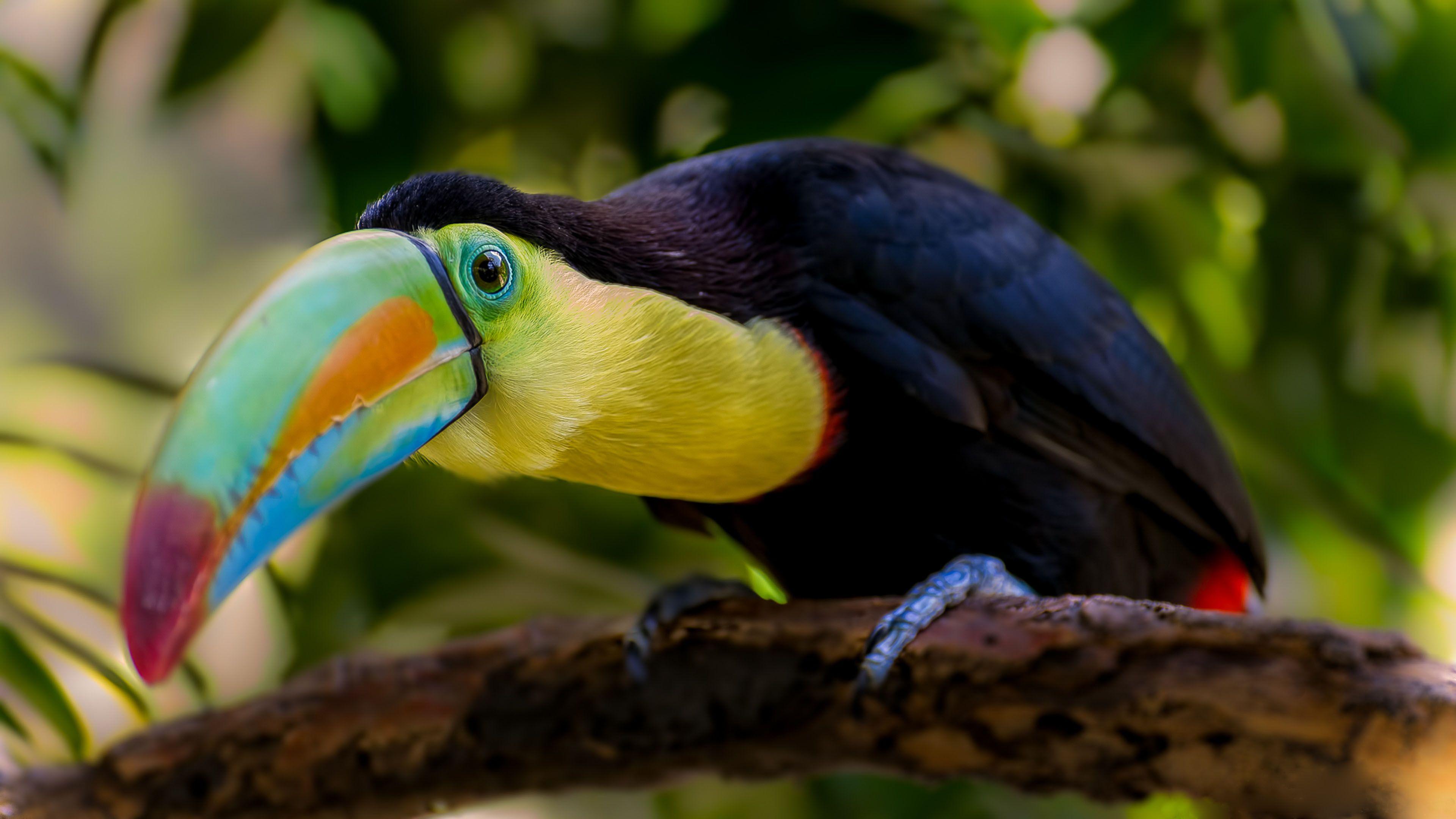 3840x2160 Toucan Wallpaper HD For Mobile And Pc Wallpaper