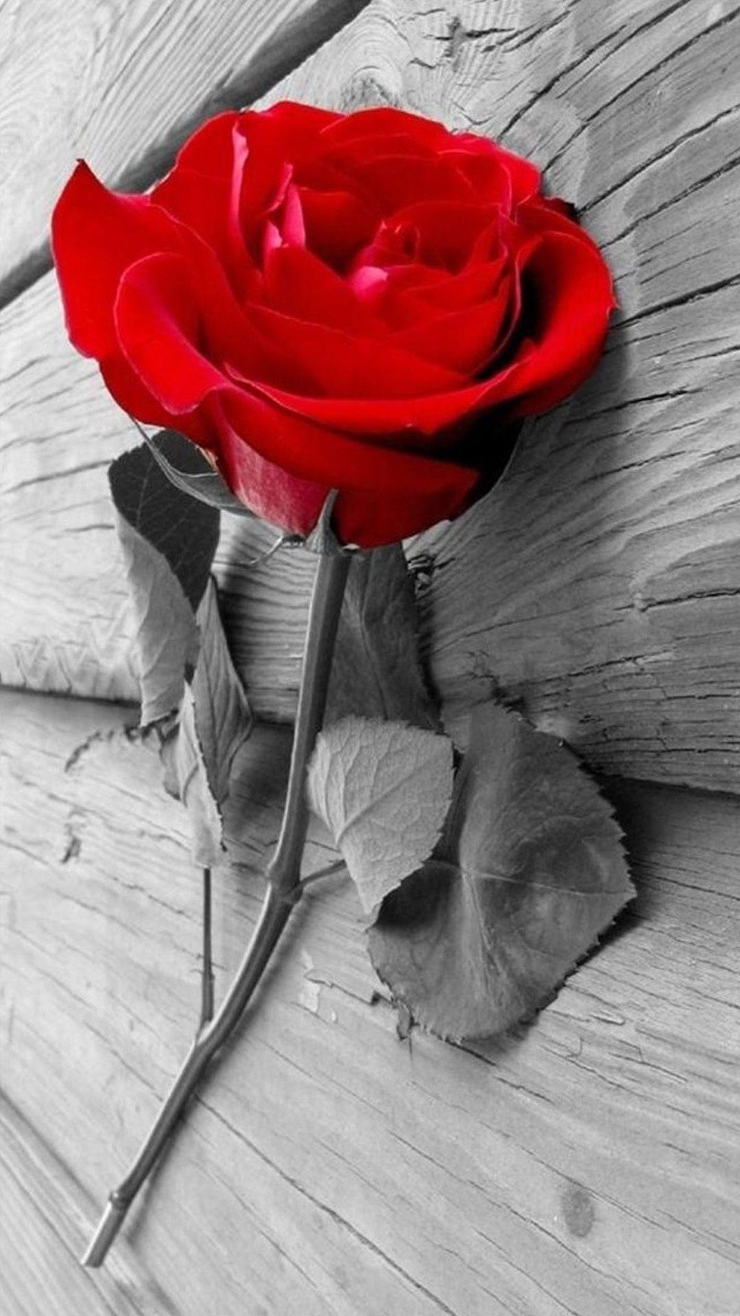 1080x1920 Hoa hồng đỏ thanh lịch trên gỗ Hình nền iPhone 8 Tải xuống miễn phí