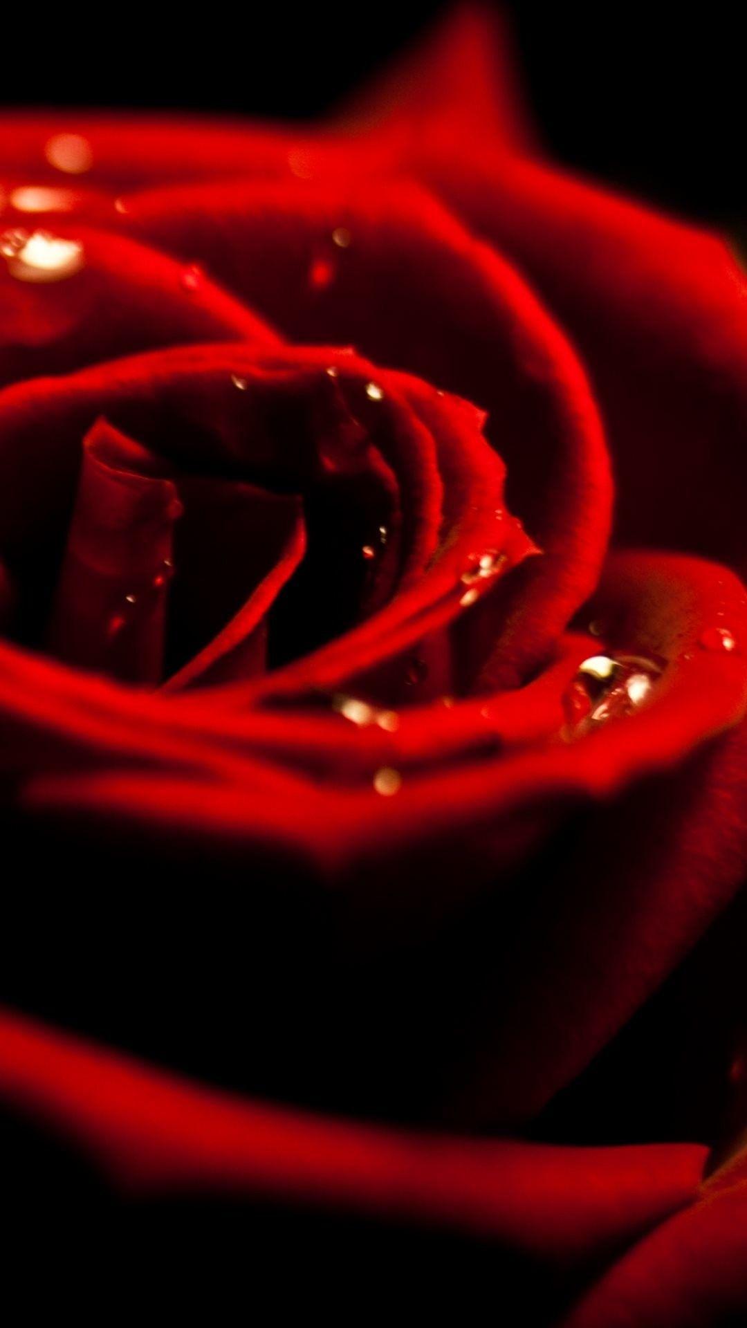 1080x1920 Rose Wallpaper for iPhone