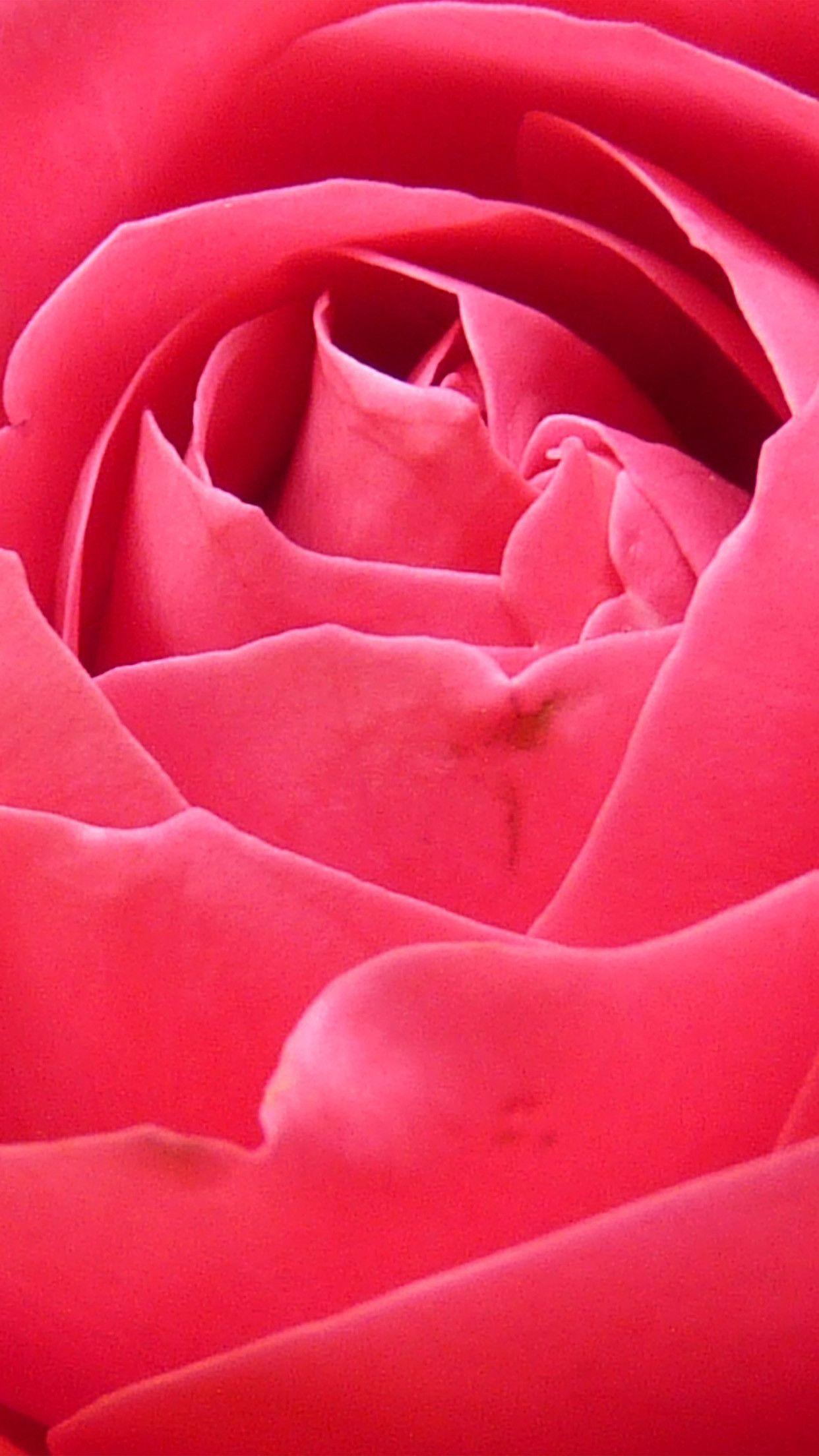 1242x2208 Rose Wallpaper for iPhone