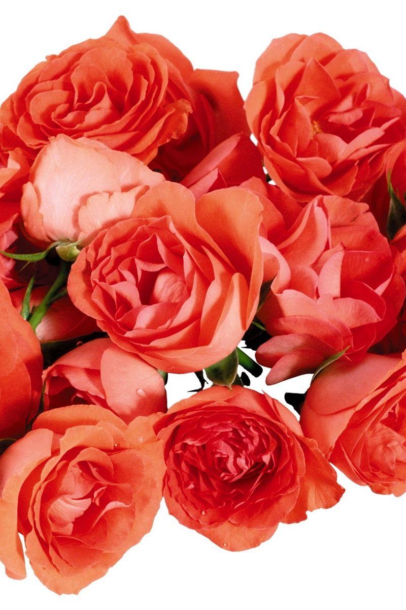 800x1200 Download wallpaper 800x1200 roses, flowers, bouquet, elegant