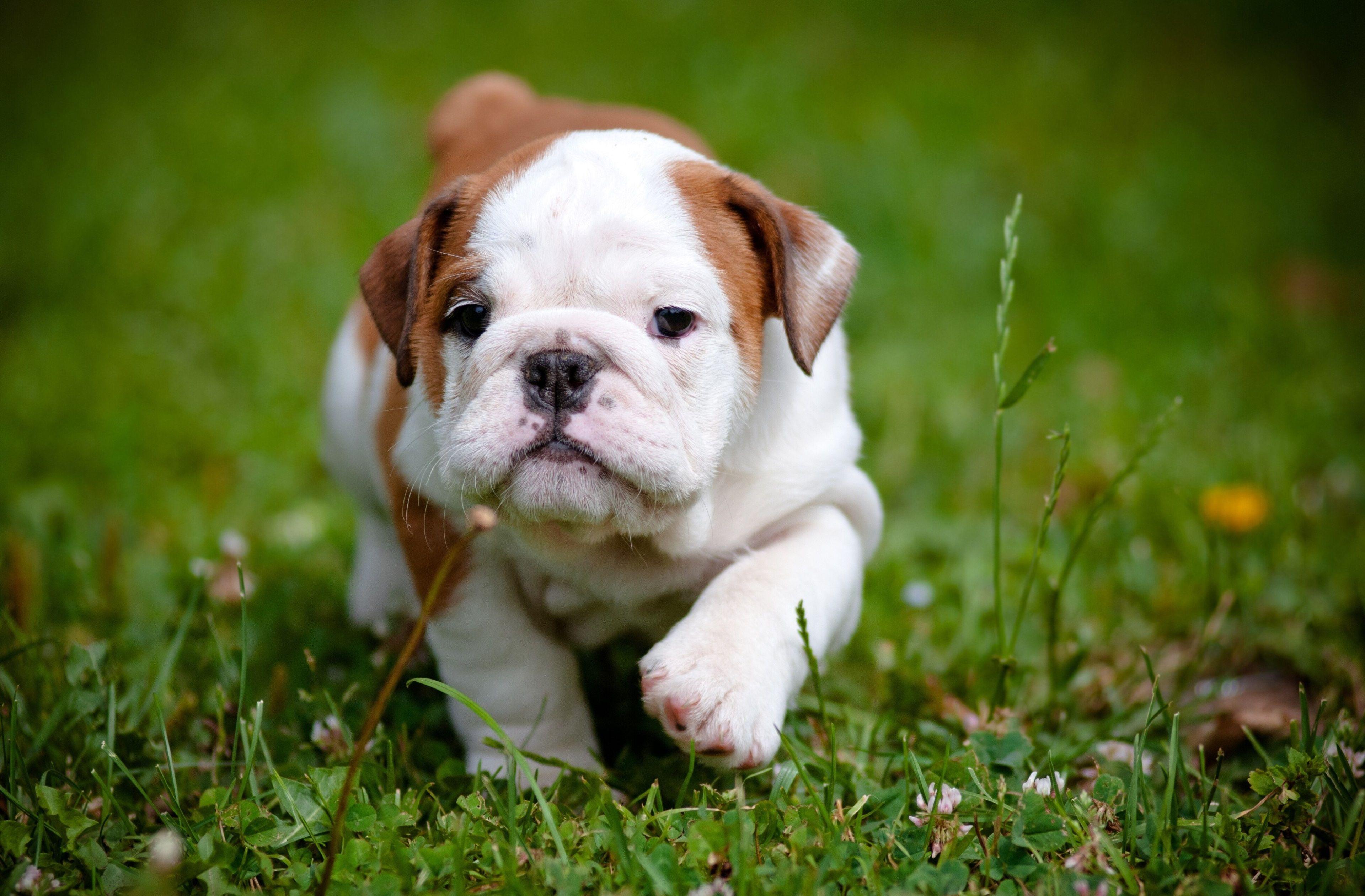 3840x2521 3840x2521 bulldog 4k HD amazing wallpaper. Animal