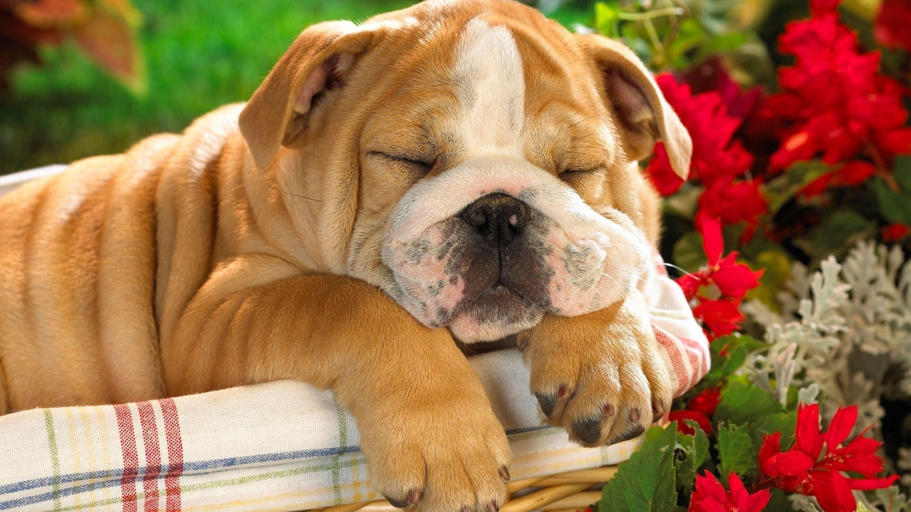 3840x2160 English Bulldog Wallpaper