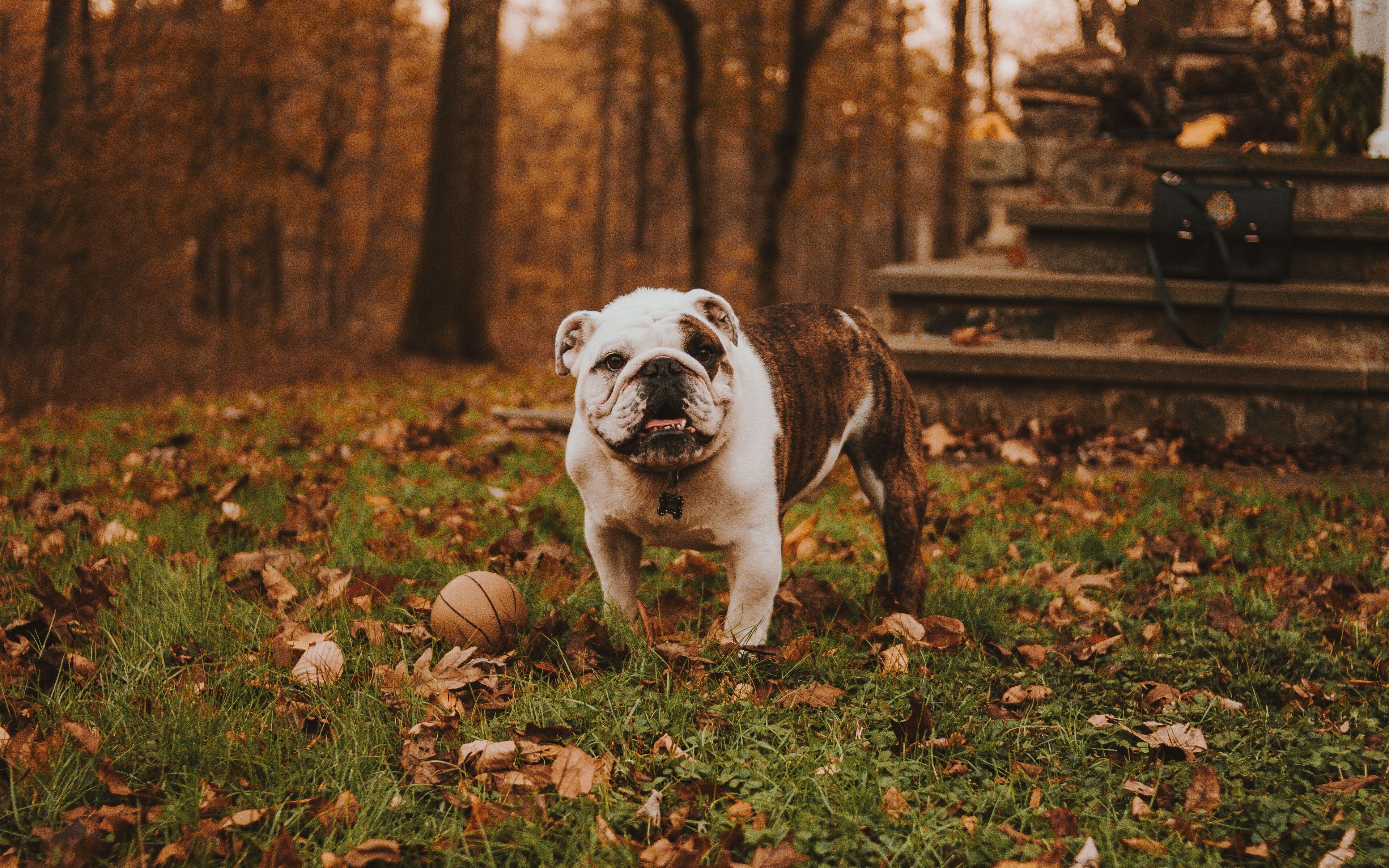 3840x2400 Download wallpaper 3840x2400 bulldog, muzzle, ball, autumn