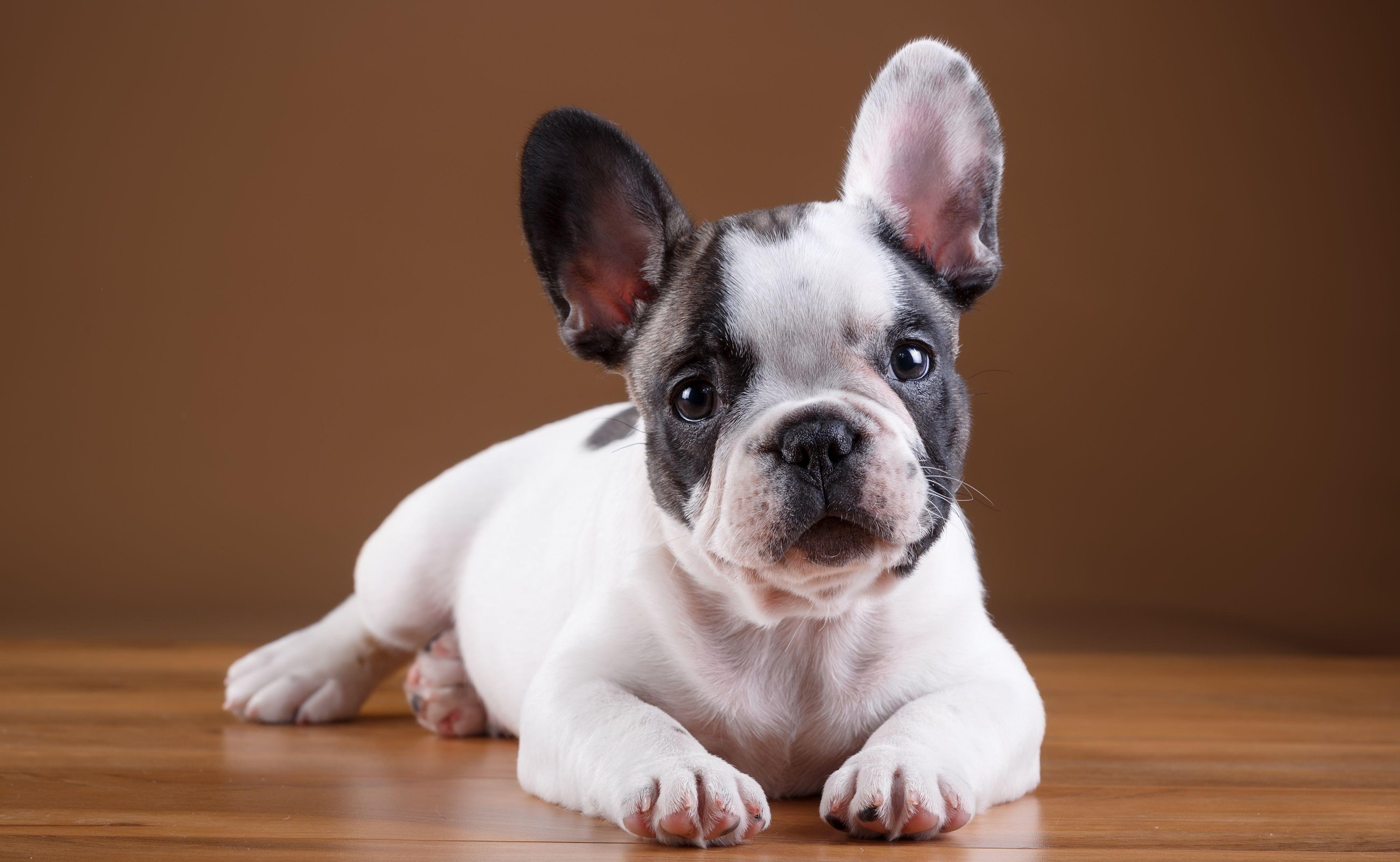 4000x2462 French Bulldog 4k Ultra HD Wallpaper. Background Image