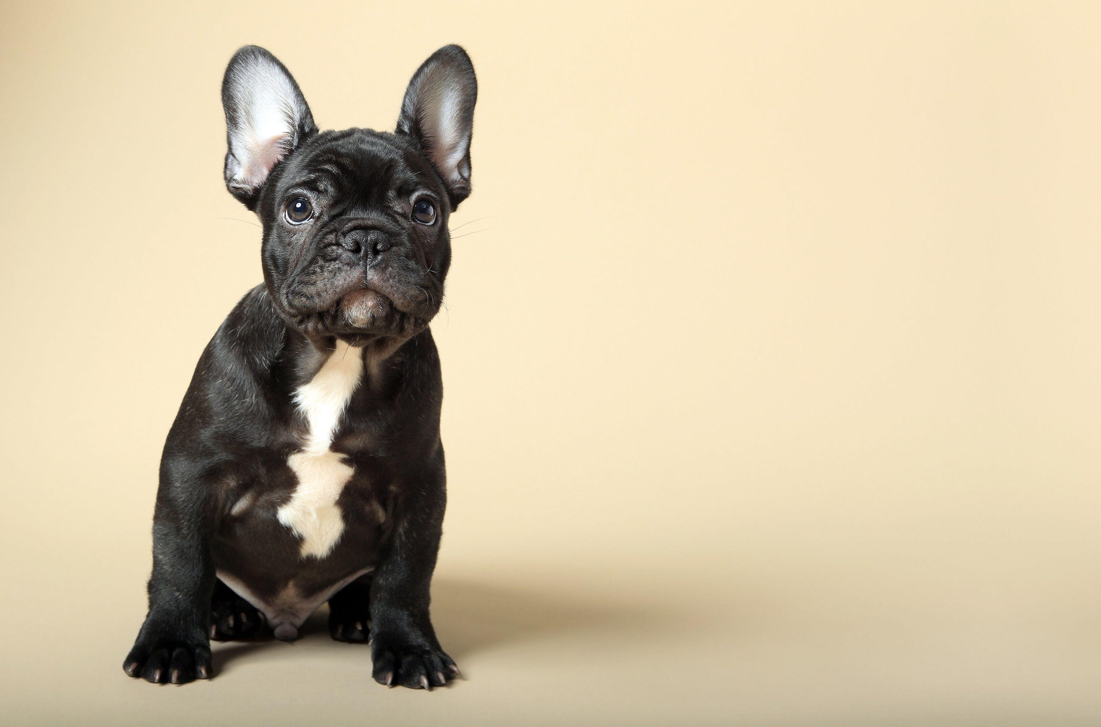 3840x2535 3840x2535 french bulldog 4k free computer wallpaper