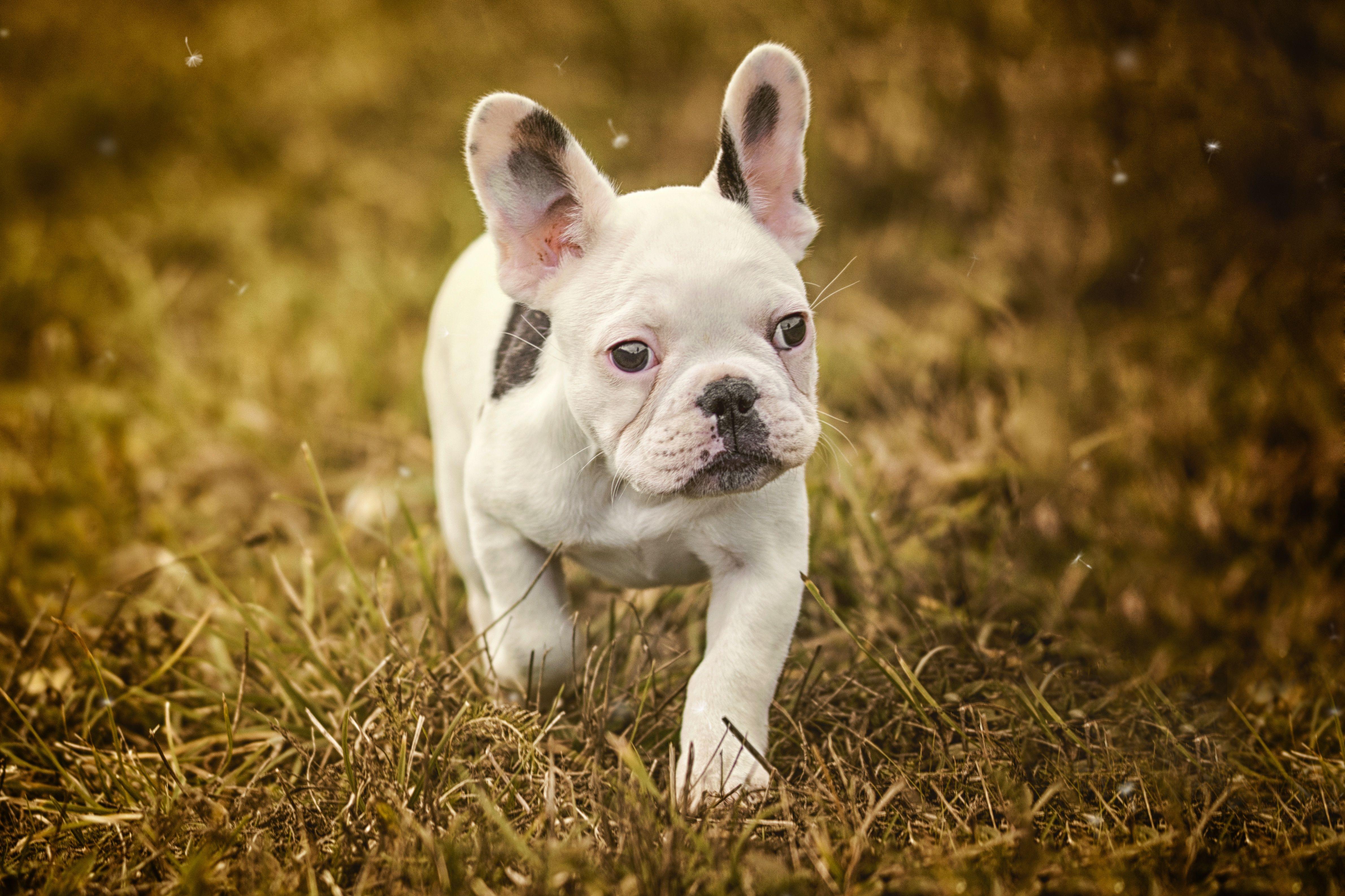 Bulldog 4K Wallpapers - Top Free Bulldog 4K Backgrounds - WallpaperAccess