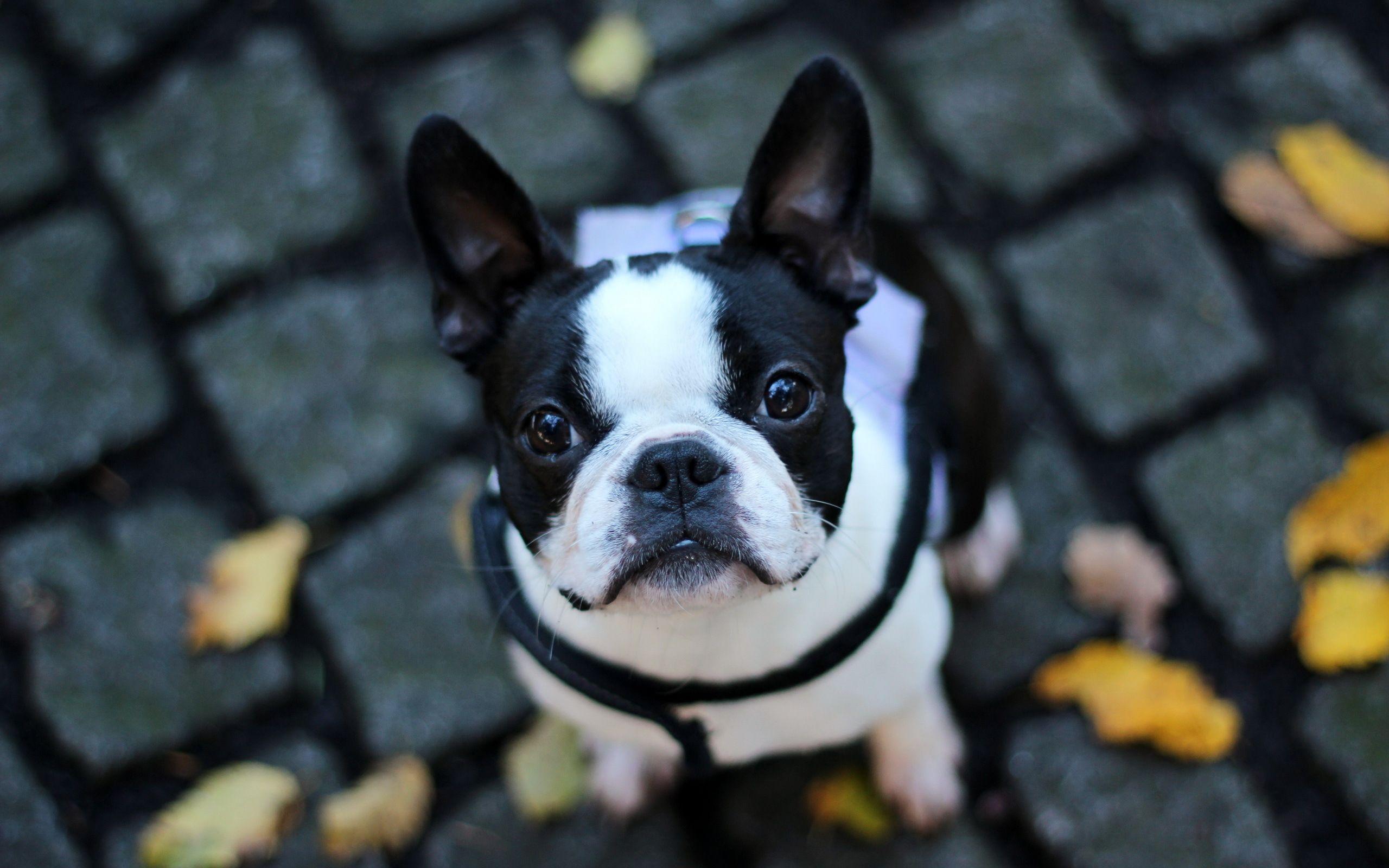 2560x1600 French Bulldog Wallpaper
