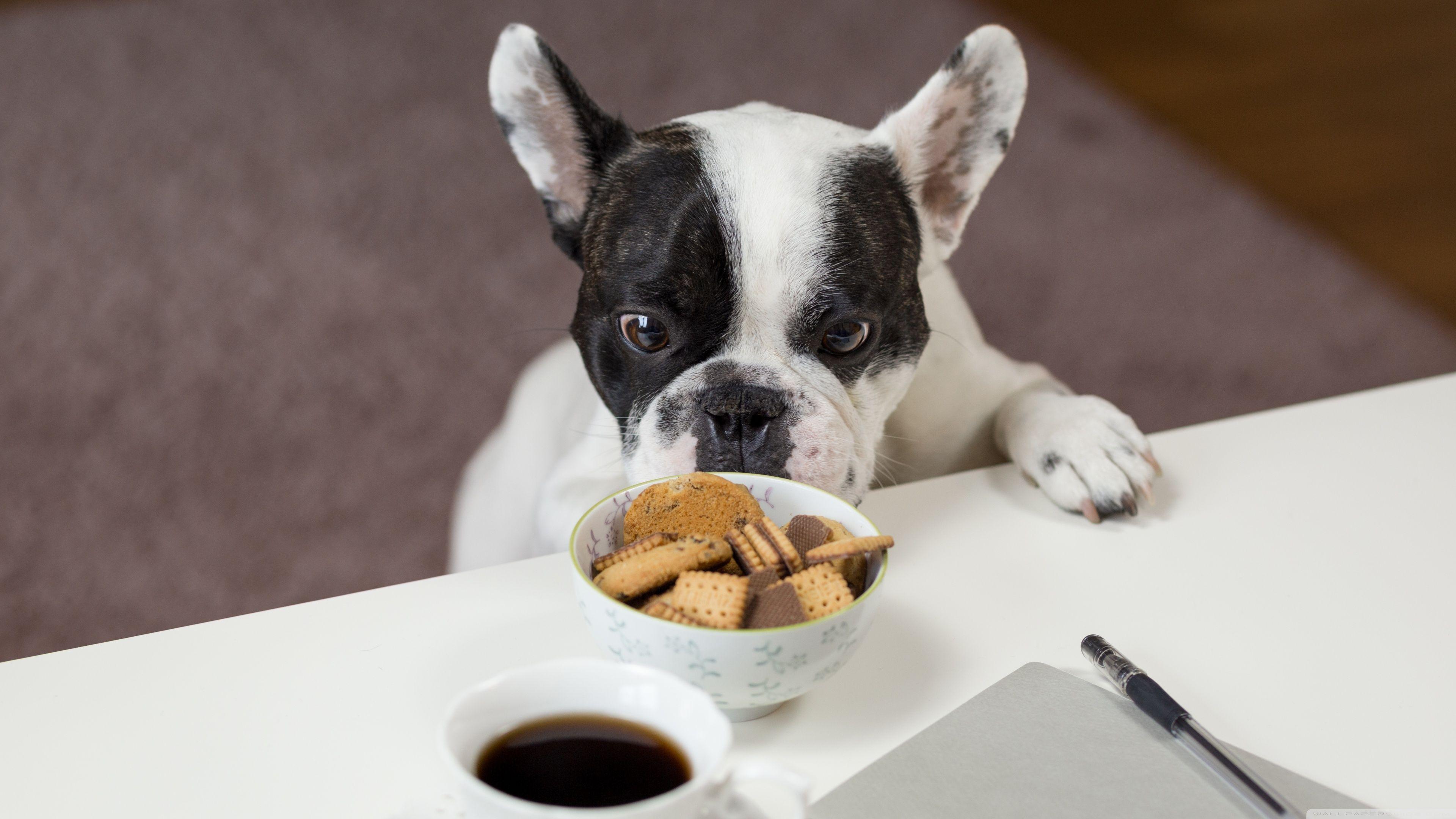 3840x2160 Funny French Bulldog Trying to Steal Biscuits ❤ 4K HD