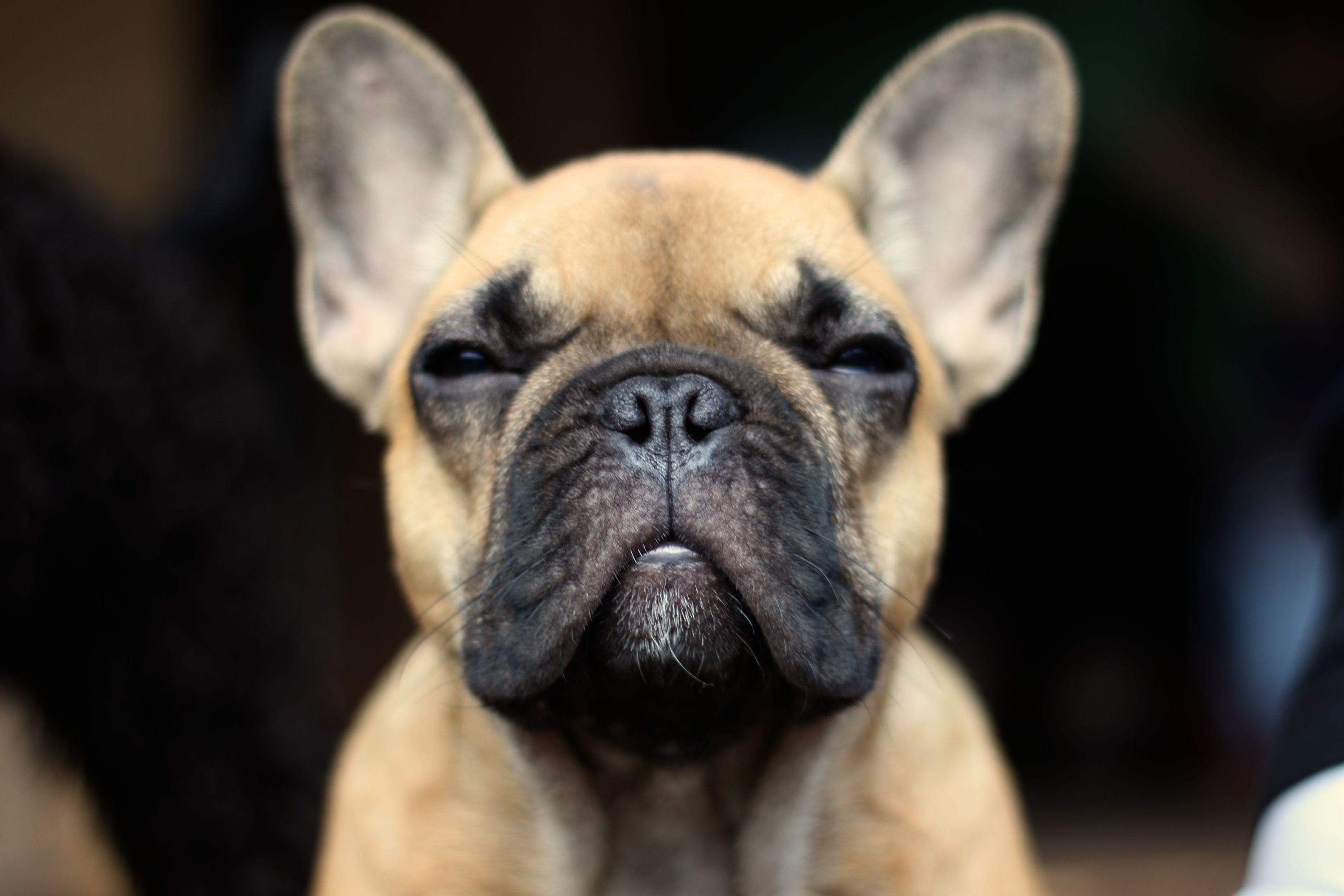 3257x2171 French Bulldog Wallpaper HD