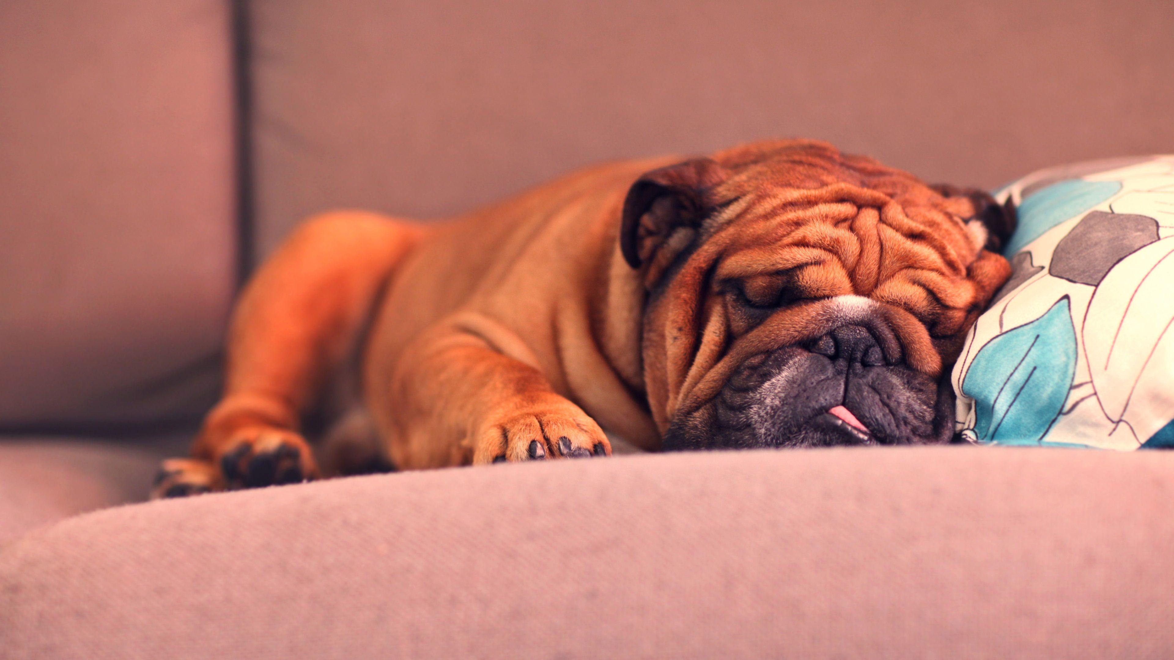 3840x2160 Wallpaper French Bulldog sleeping 3840x2160 UHD 4K Picture