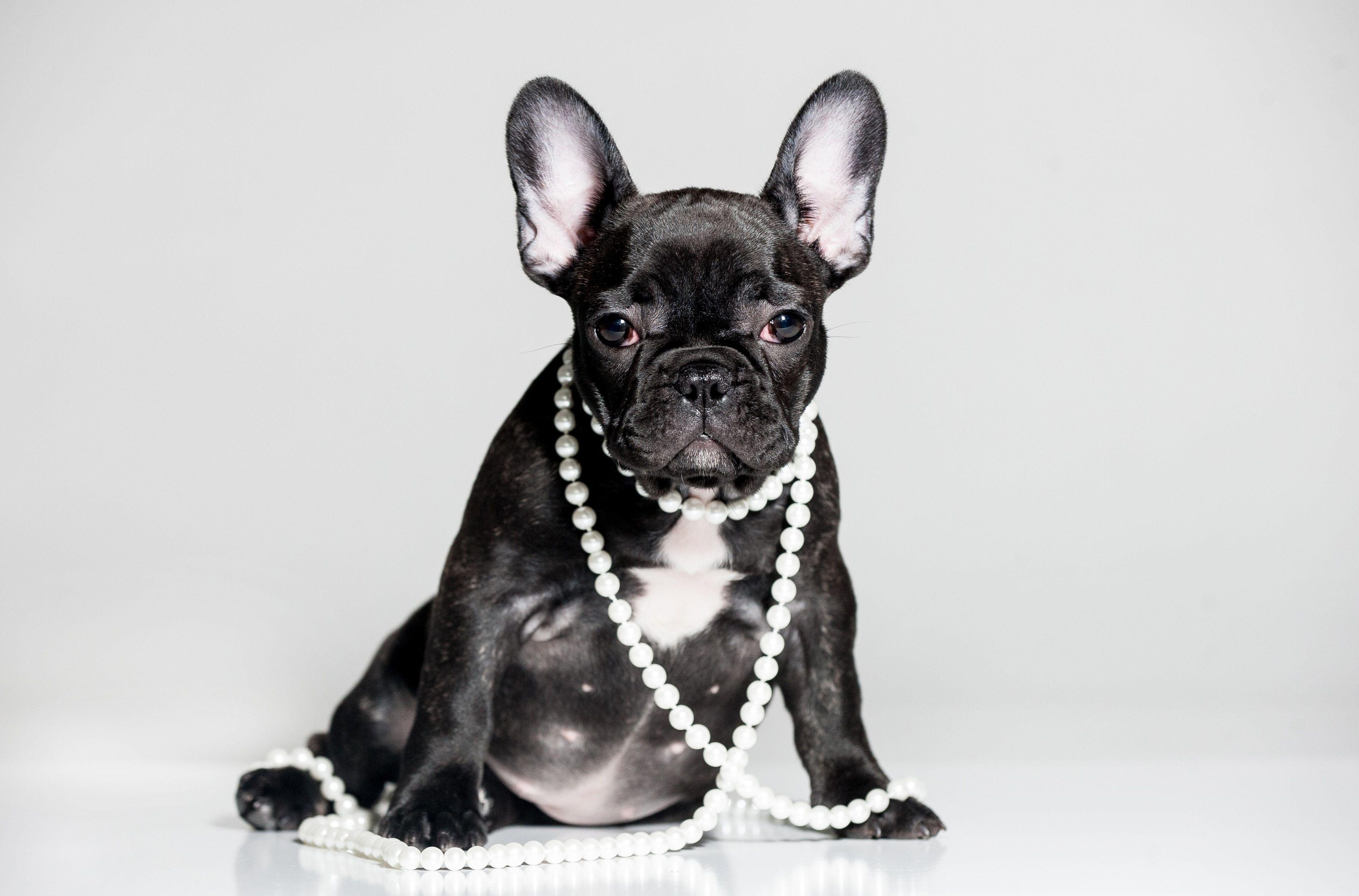 3840x2532 3840x2532 french bulldog 4k wallpaper for computer