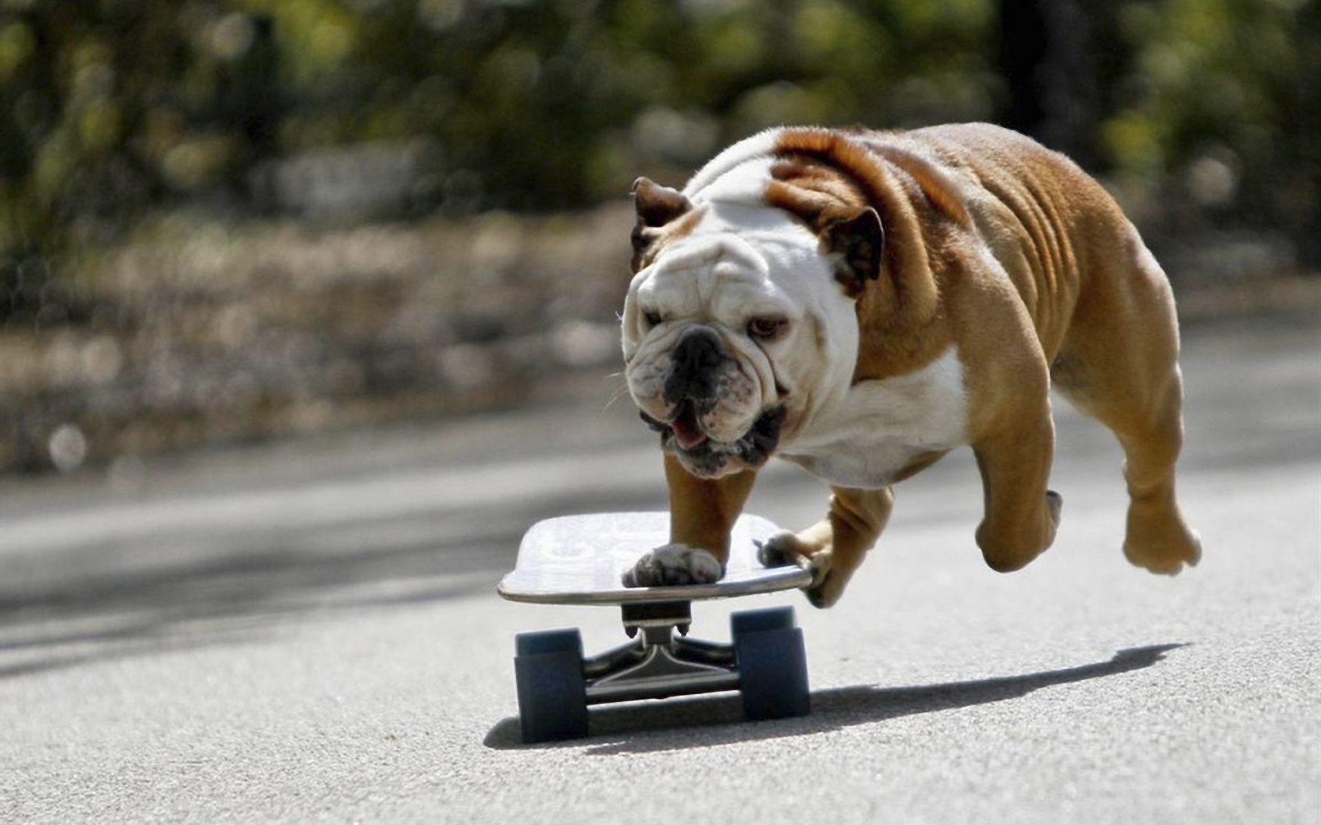 1920x1200 Bulldog Wallpaper
