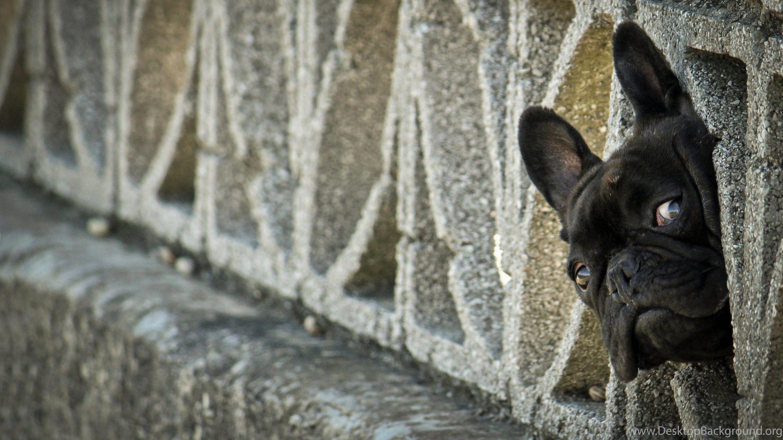 2560x1440 Ultra HD 4K French Bulldog Wallpaper HD, Desktop