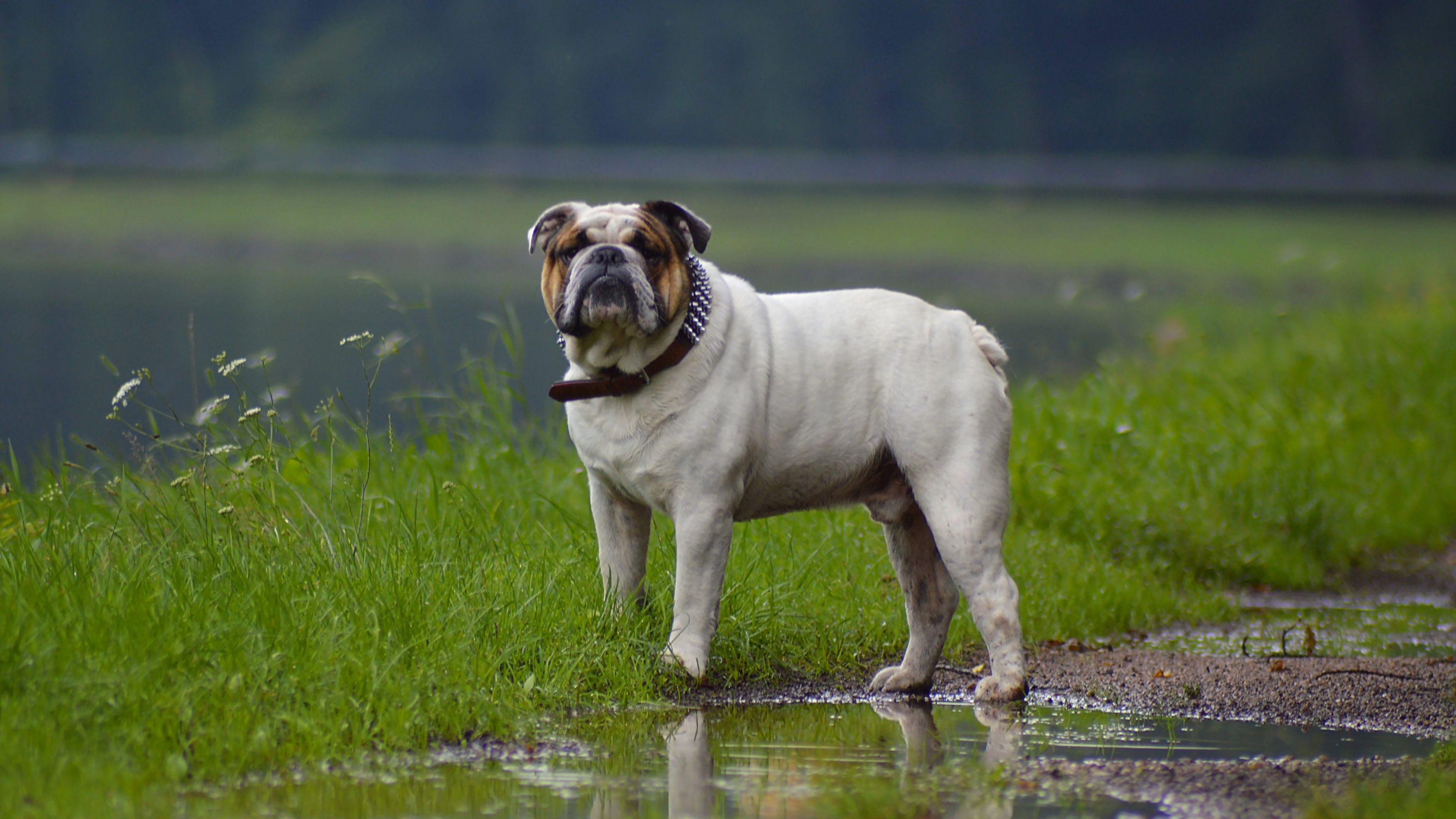 3840x2160 Dog, Jug, American Bulldog, Veterinarian, Old English