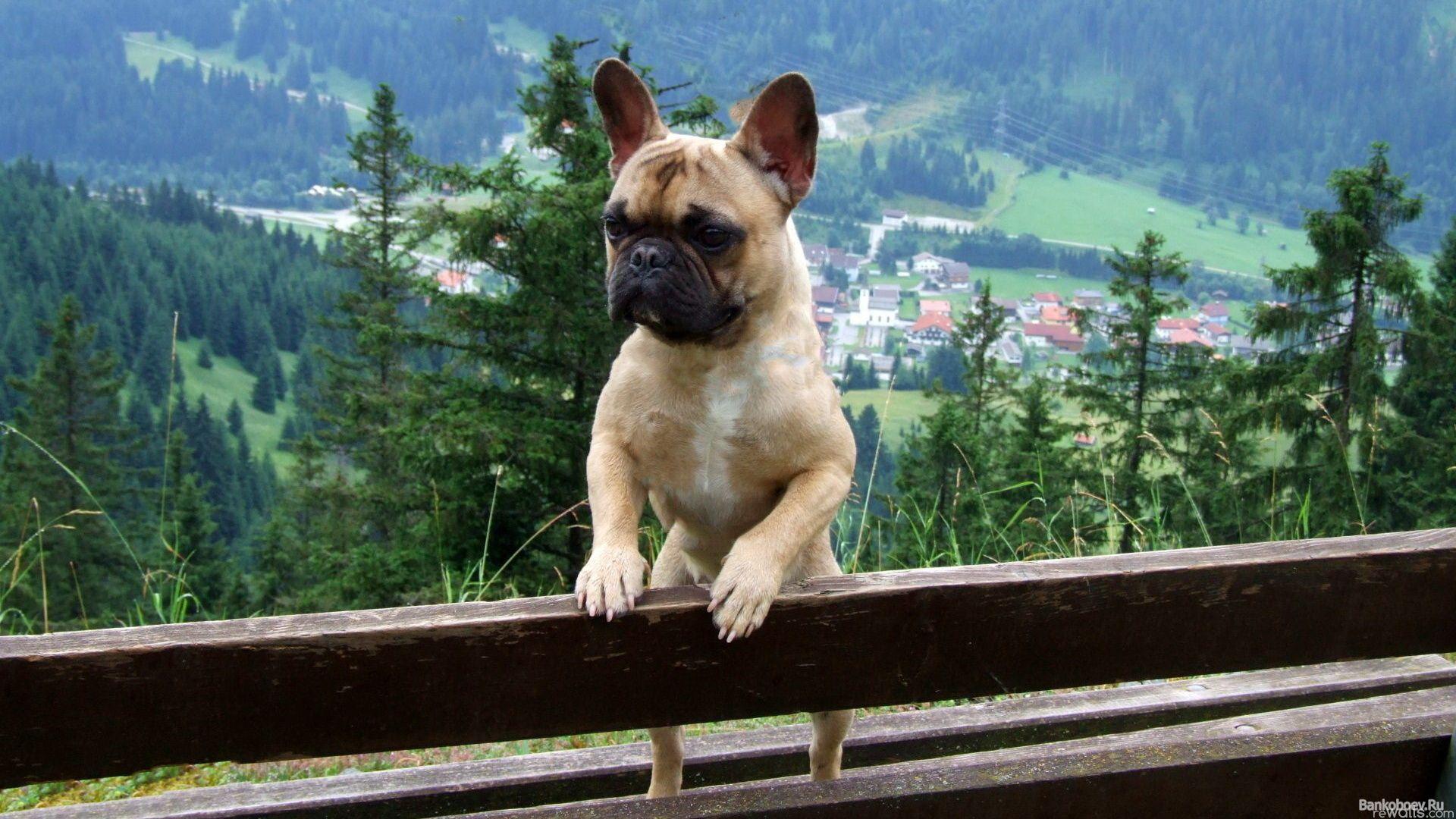 1920x1080 French Bulldog Wallpaper