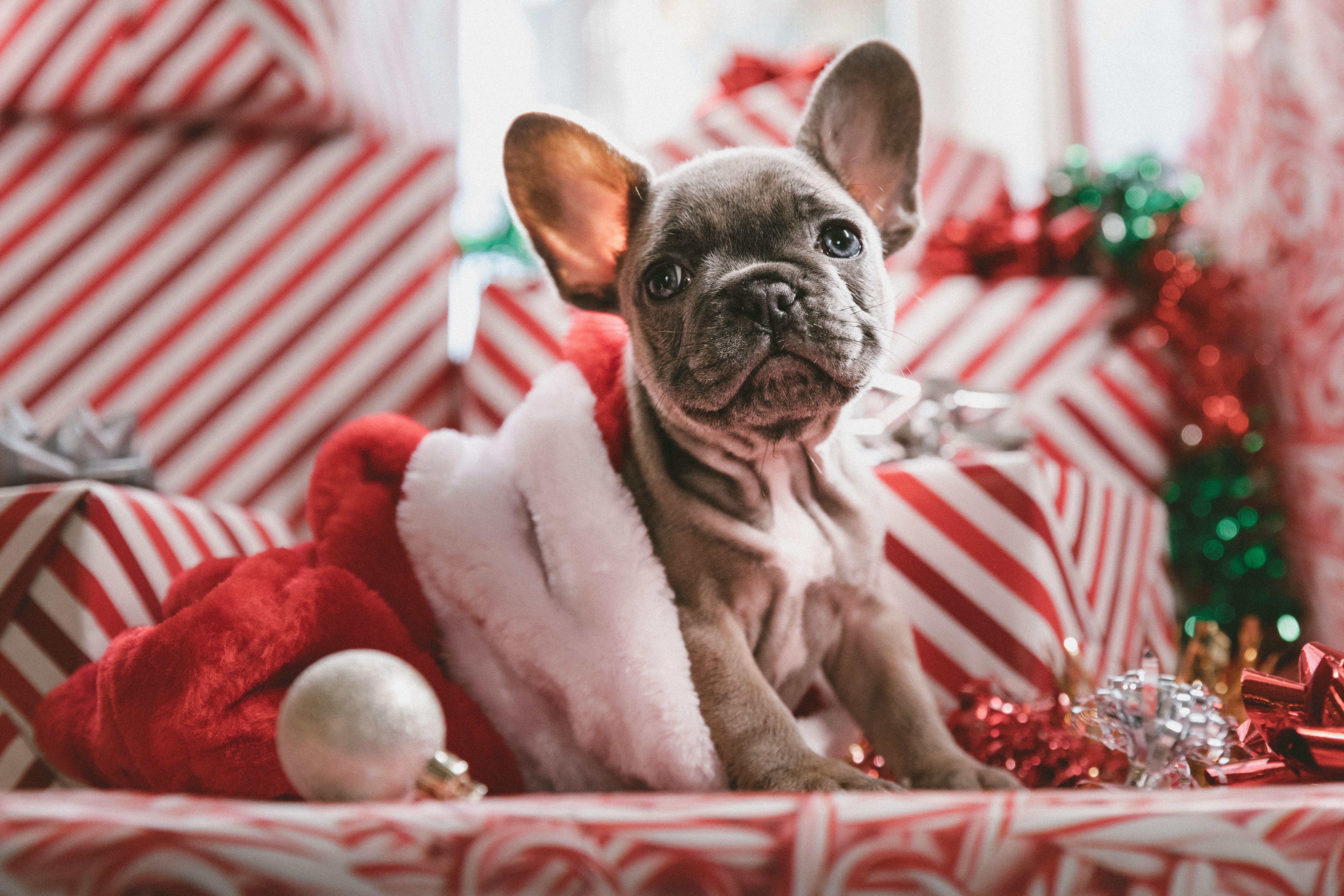 6250x4167 French Bulldog Christmas Laptop HD HD 4k Wallpaper